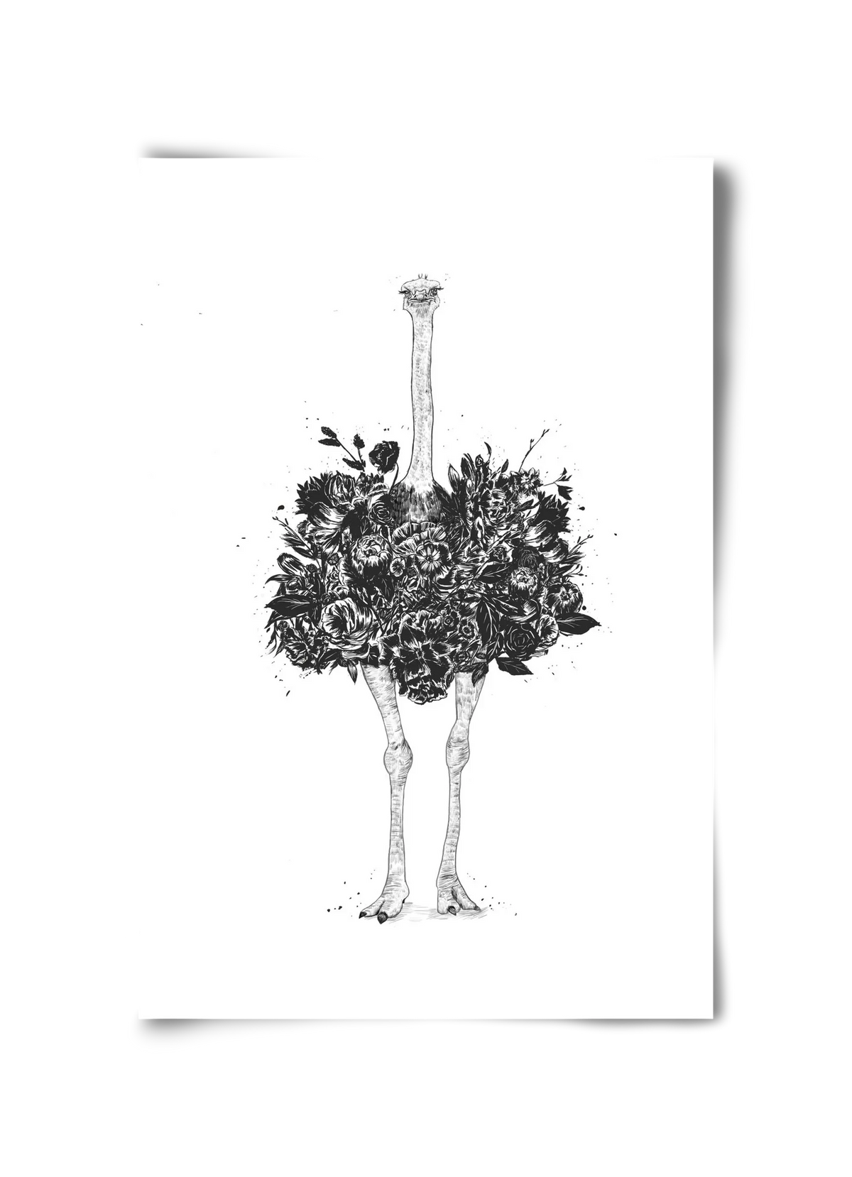 Floral ostrich - artbridge