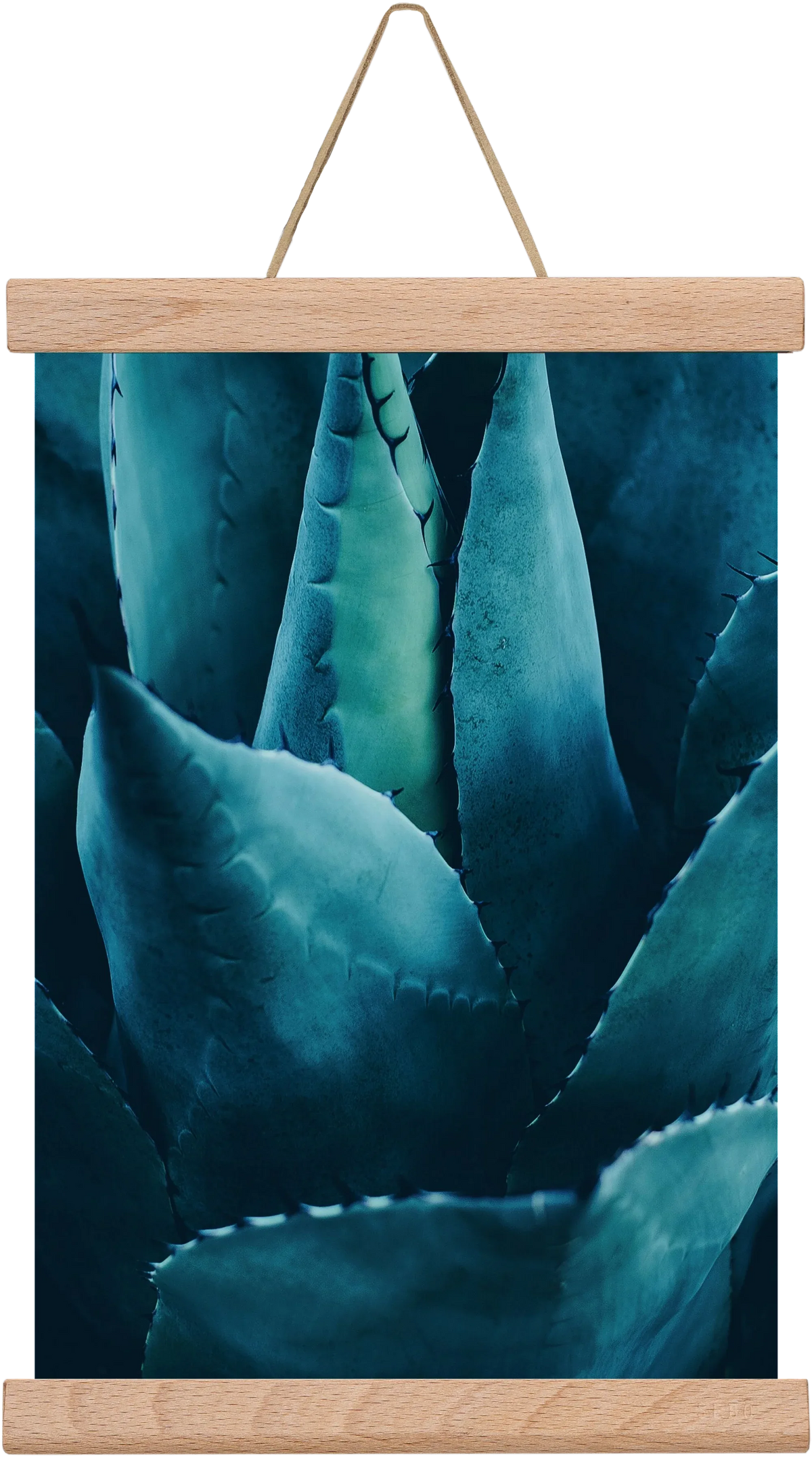Cactus no. 4 - artbridge