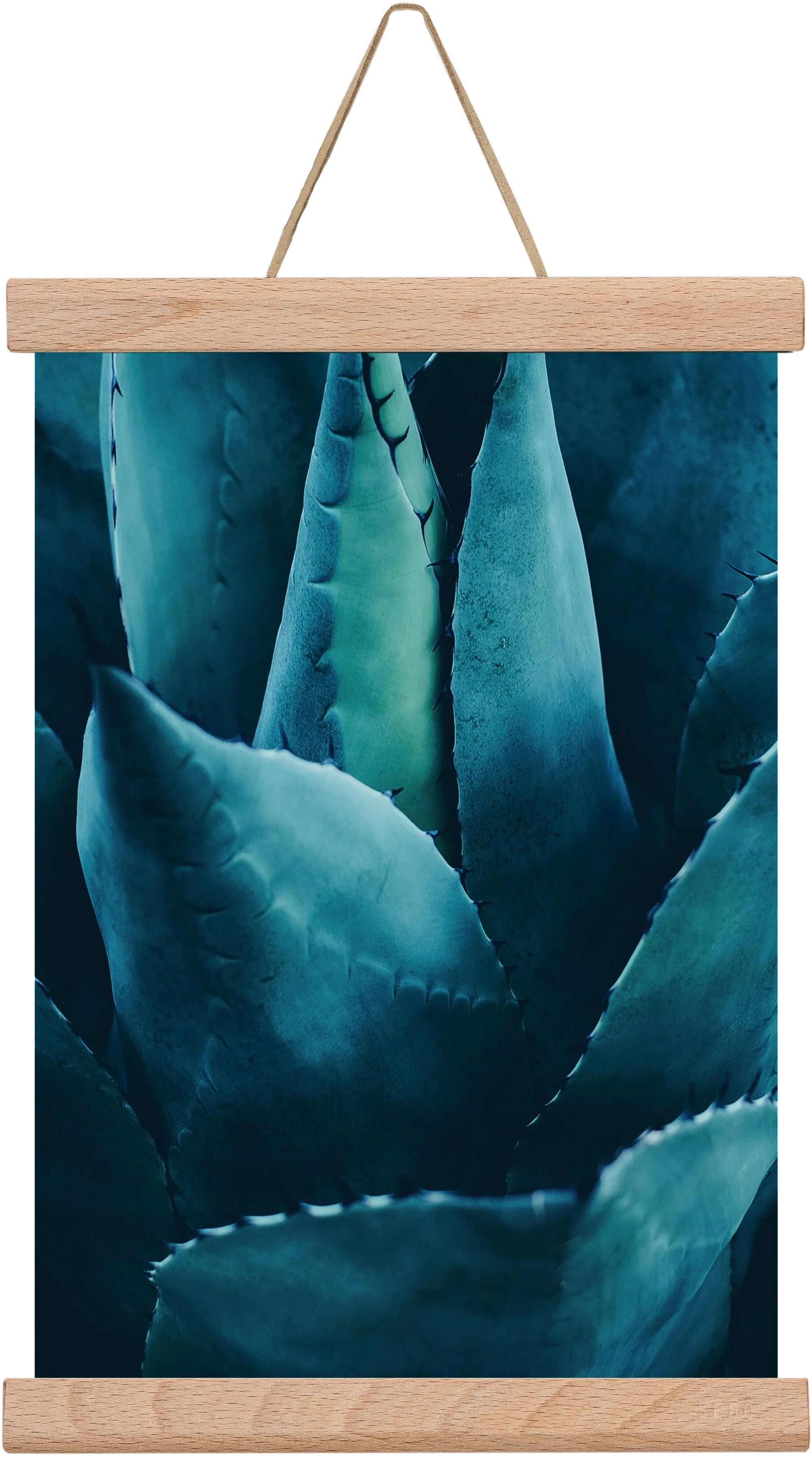 Cactus no. 4 - artbridge