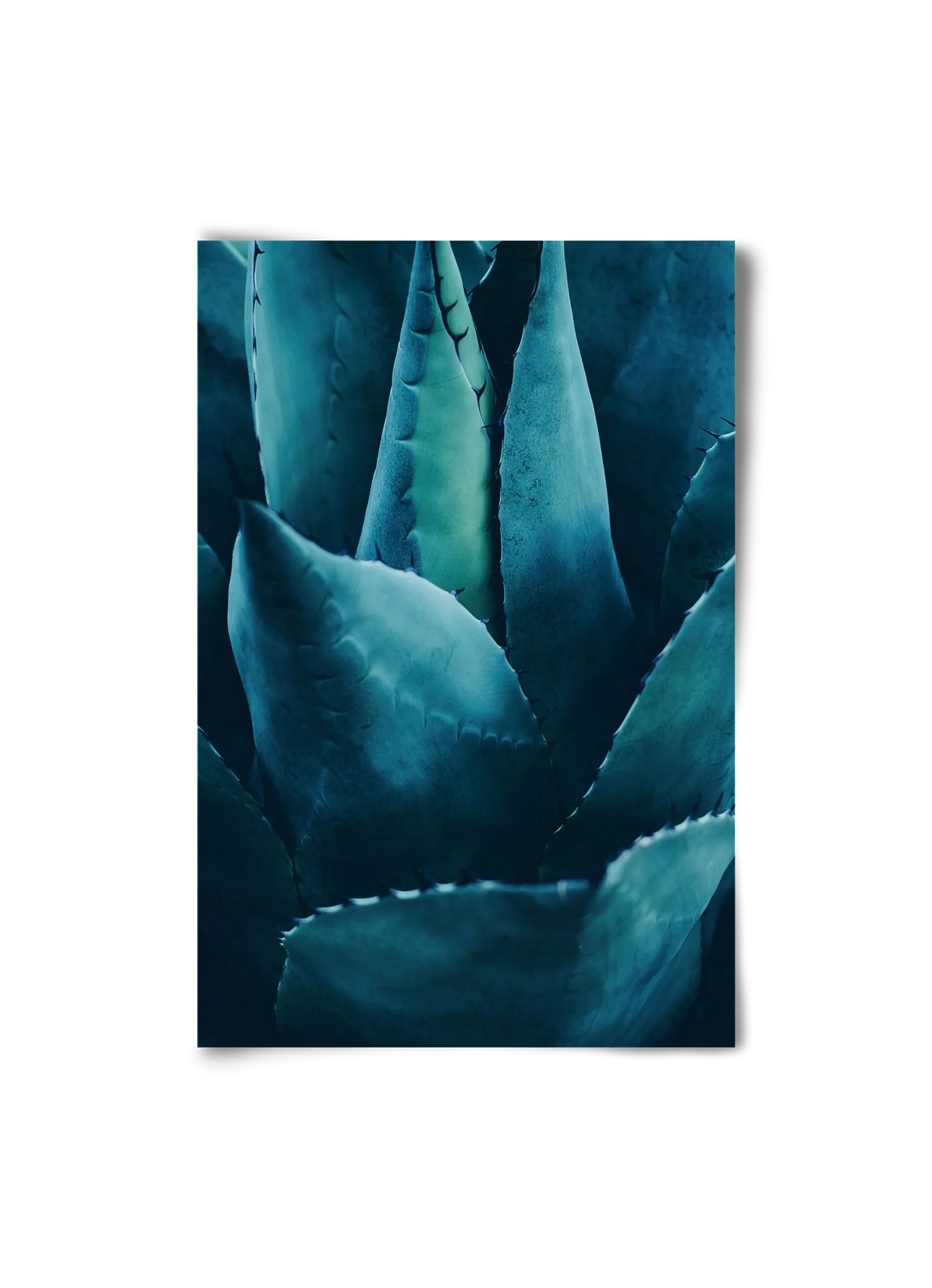 Cactus no. 4 - artbridge