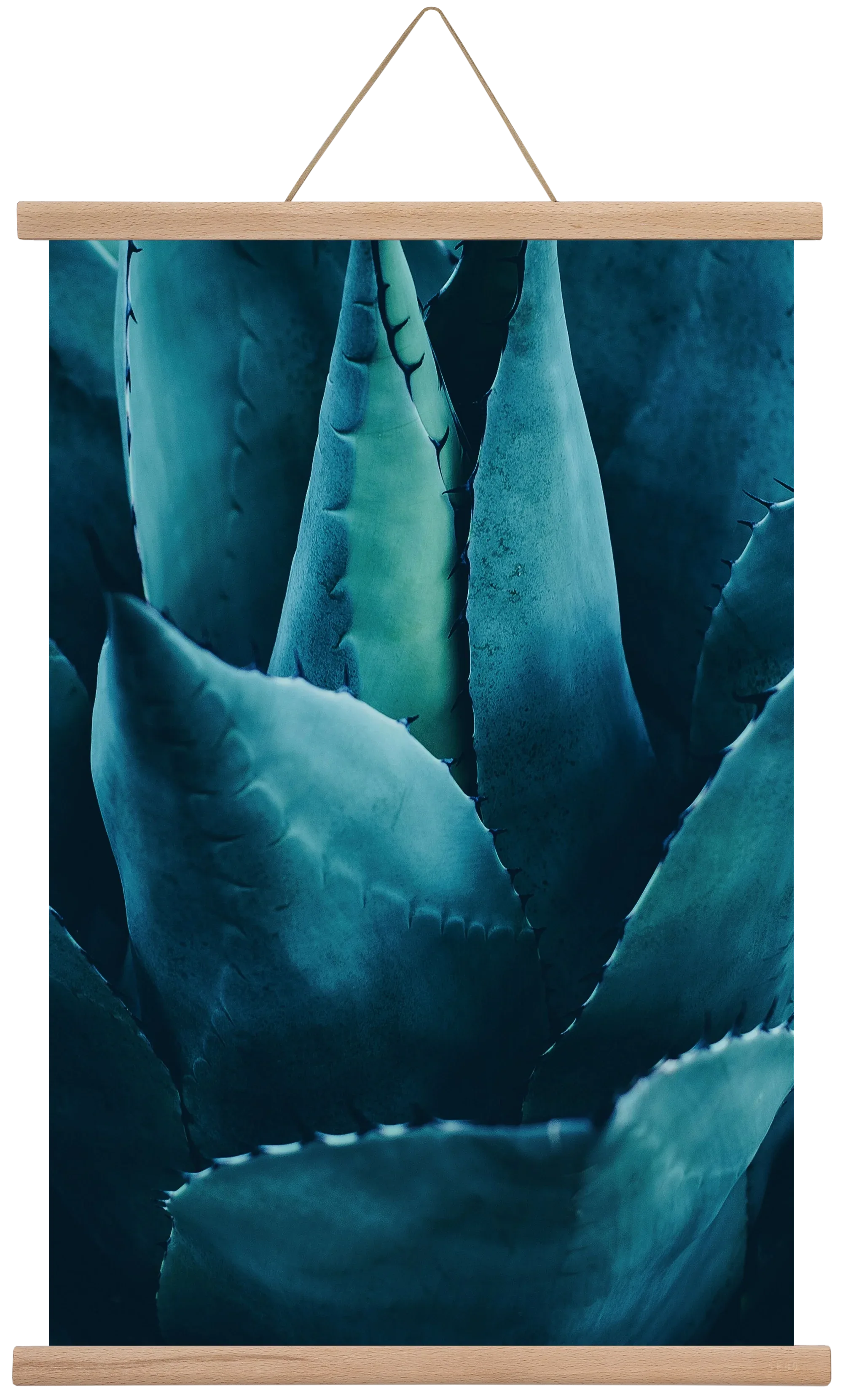 Cactus no. 4 - artbridge