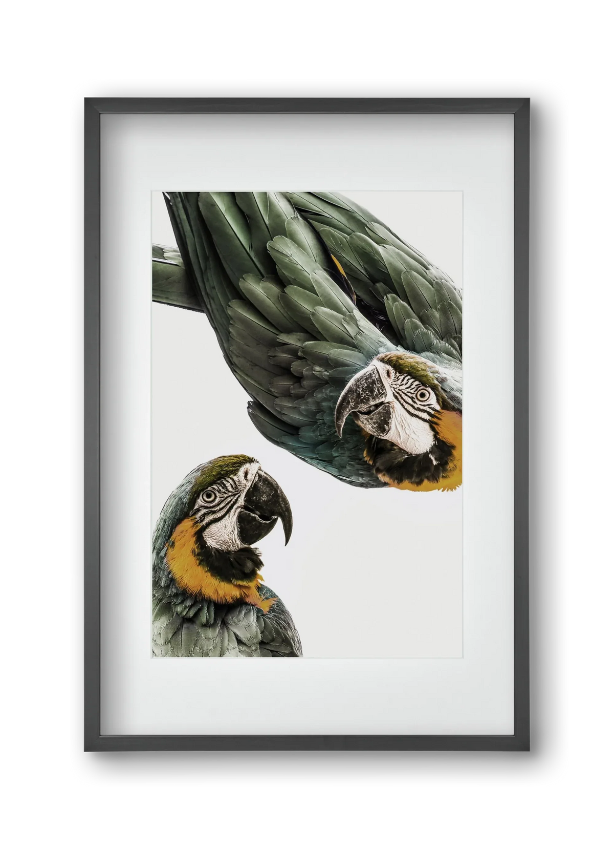 Amazonia - artbridge