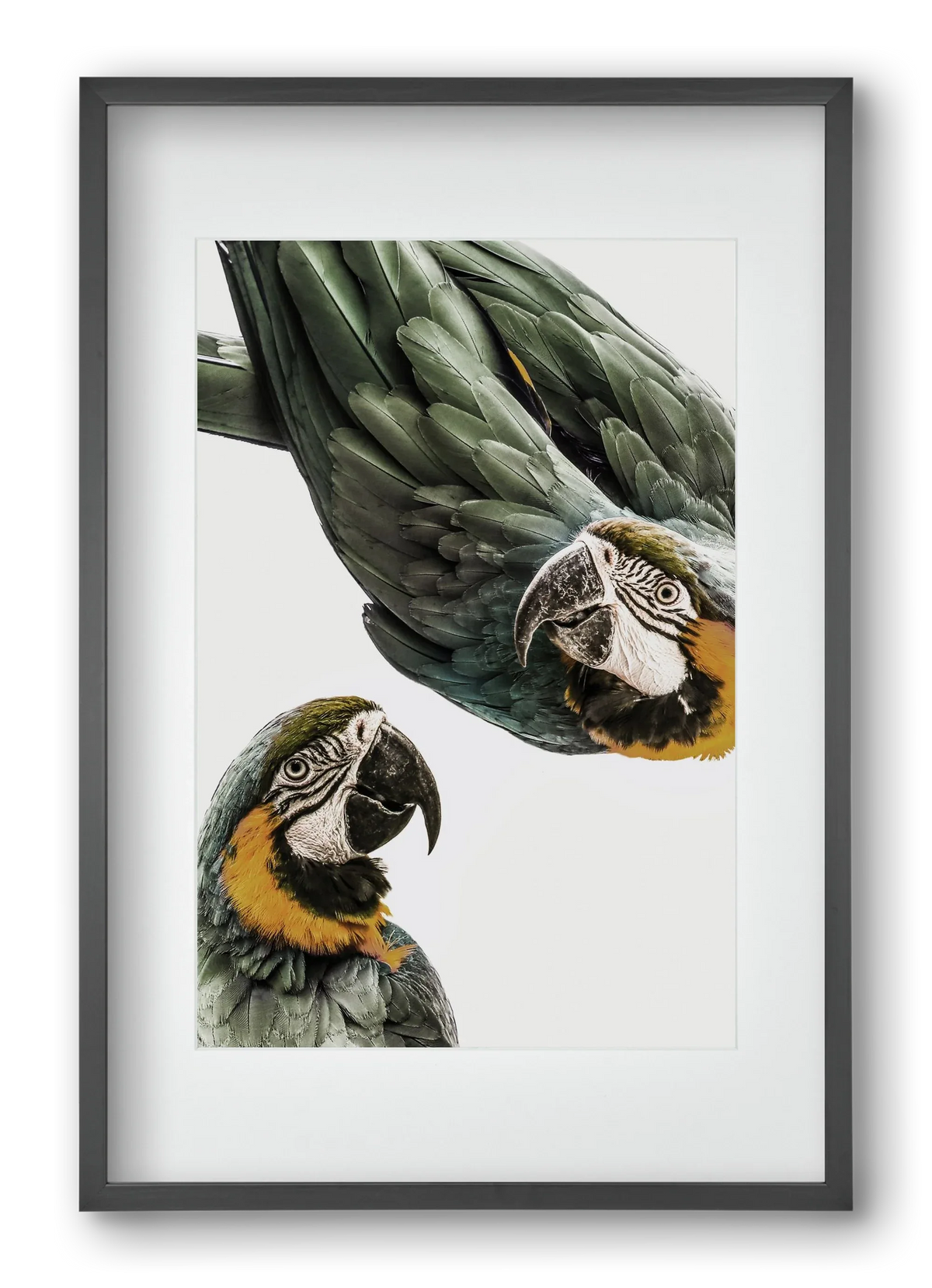 Amazonia - artbridge