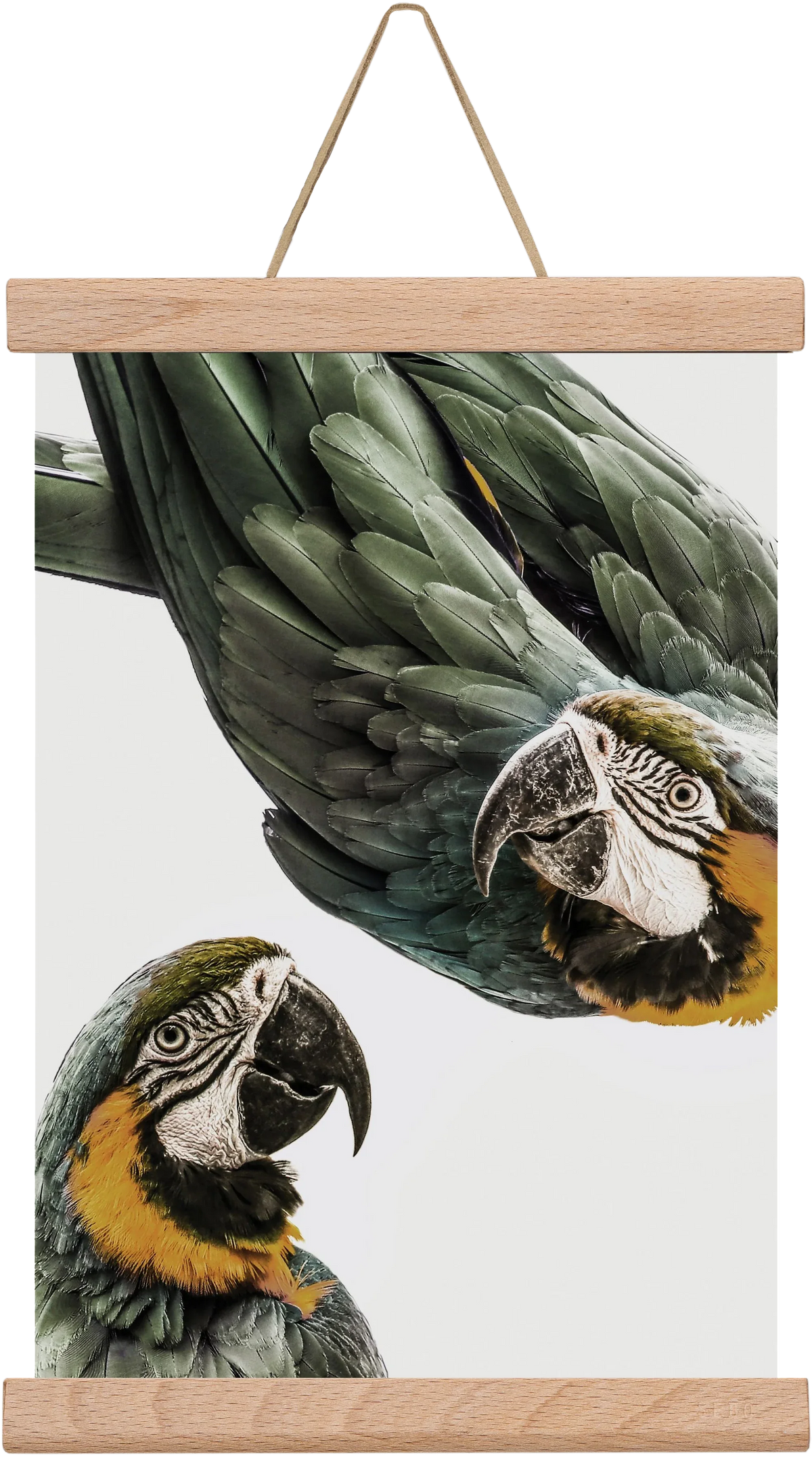 Amazonia - artbridge