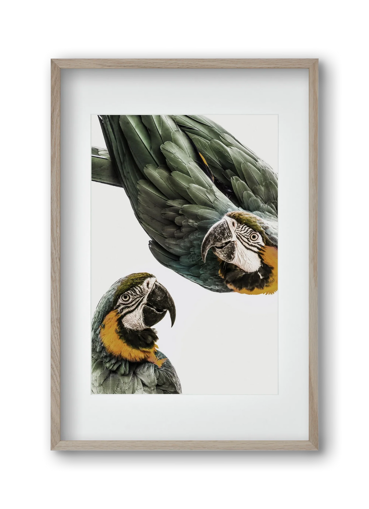 Amazonia - artbridge