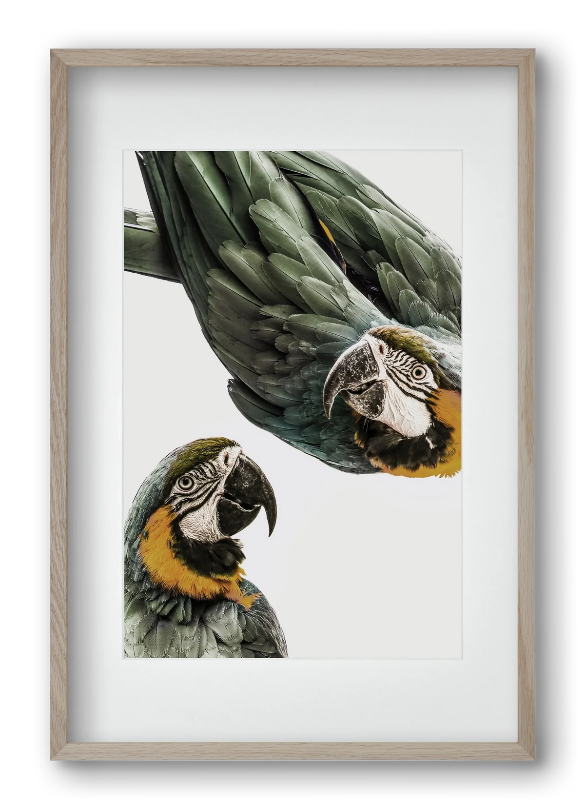 Amazonia - artbridge