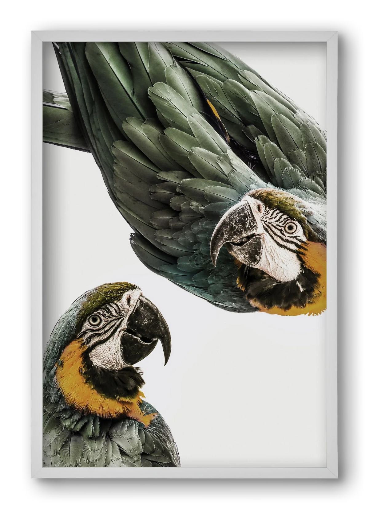 Amazonia - artbridge