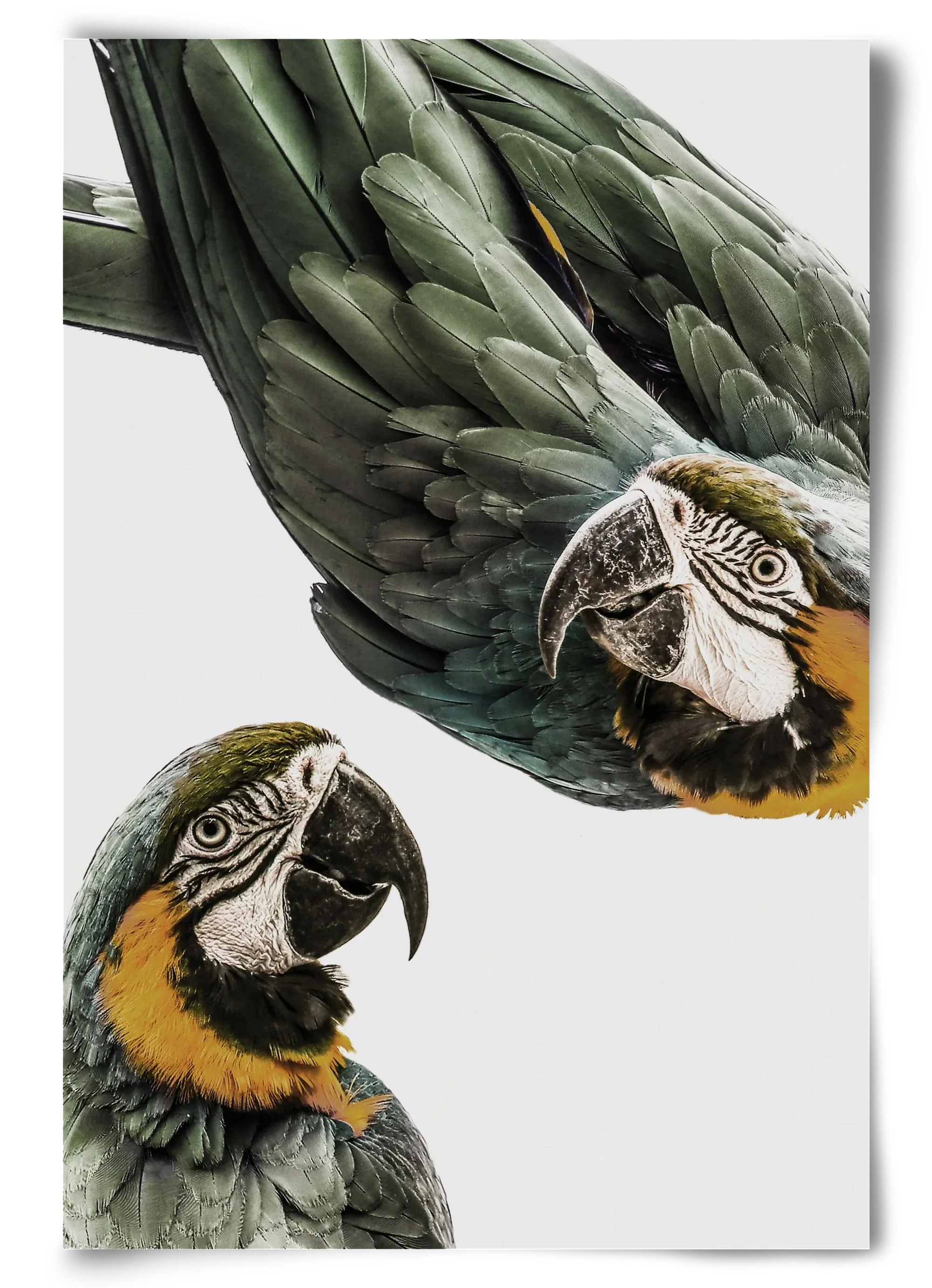 Amazonia - artbridge
