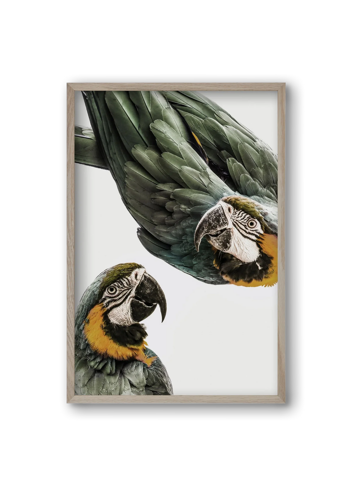 Amazonia - artbridge