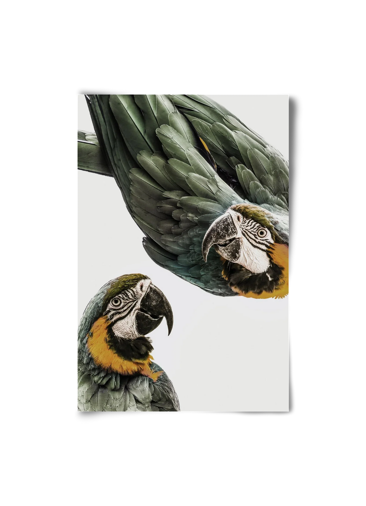 Amazonia - artbridge