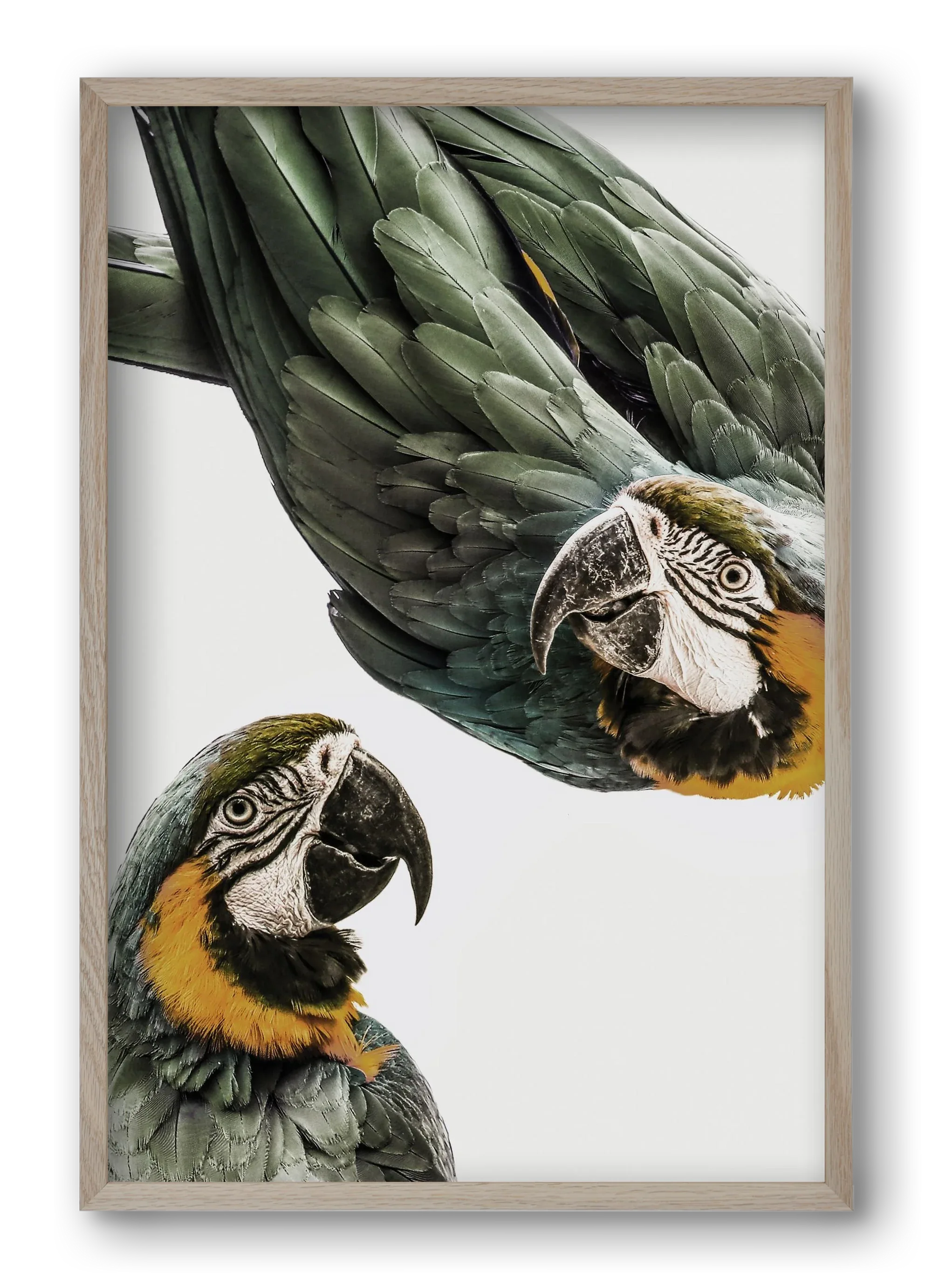 Amazonia - artbridge