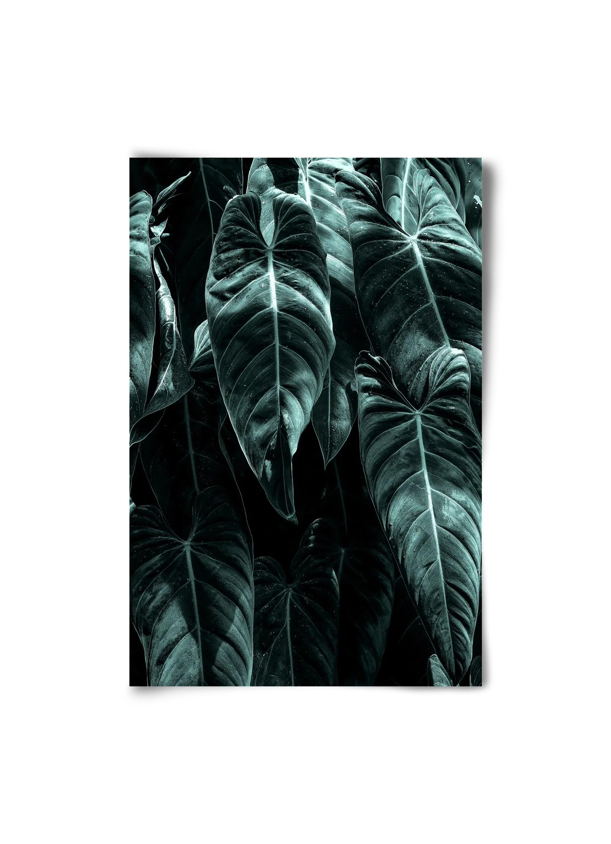 Jungle - artbridge