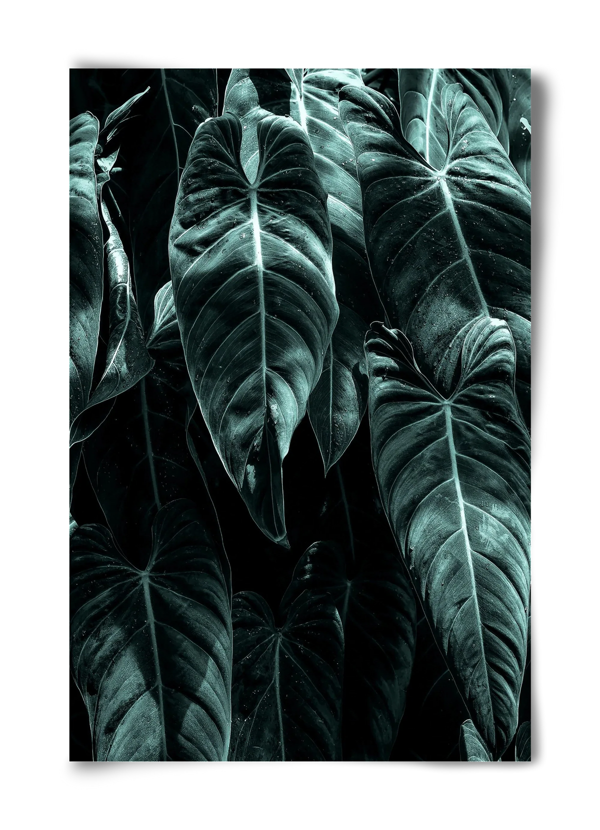 Jungle - artbridge