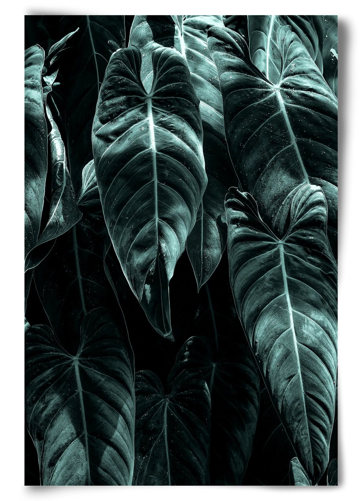 Jungle - artbridge