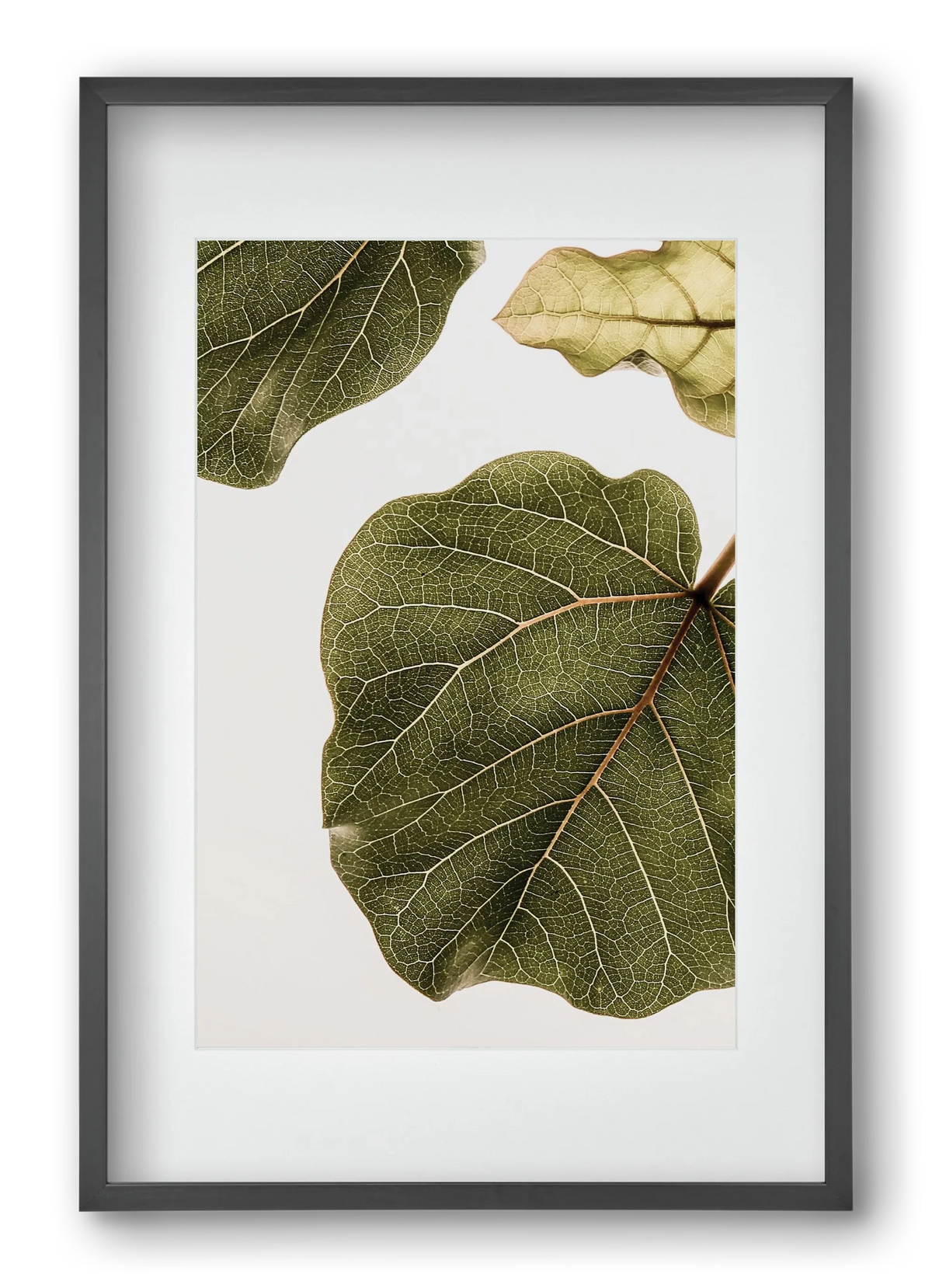 Abutifolia - artbridge