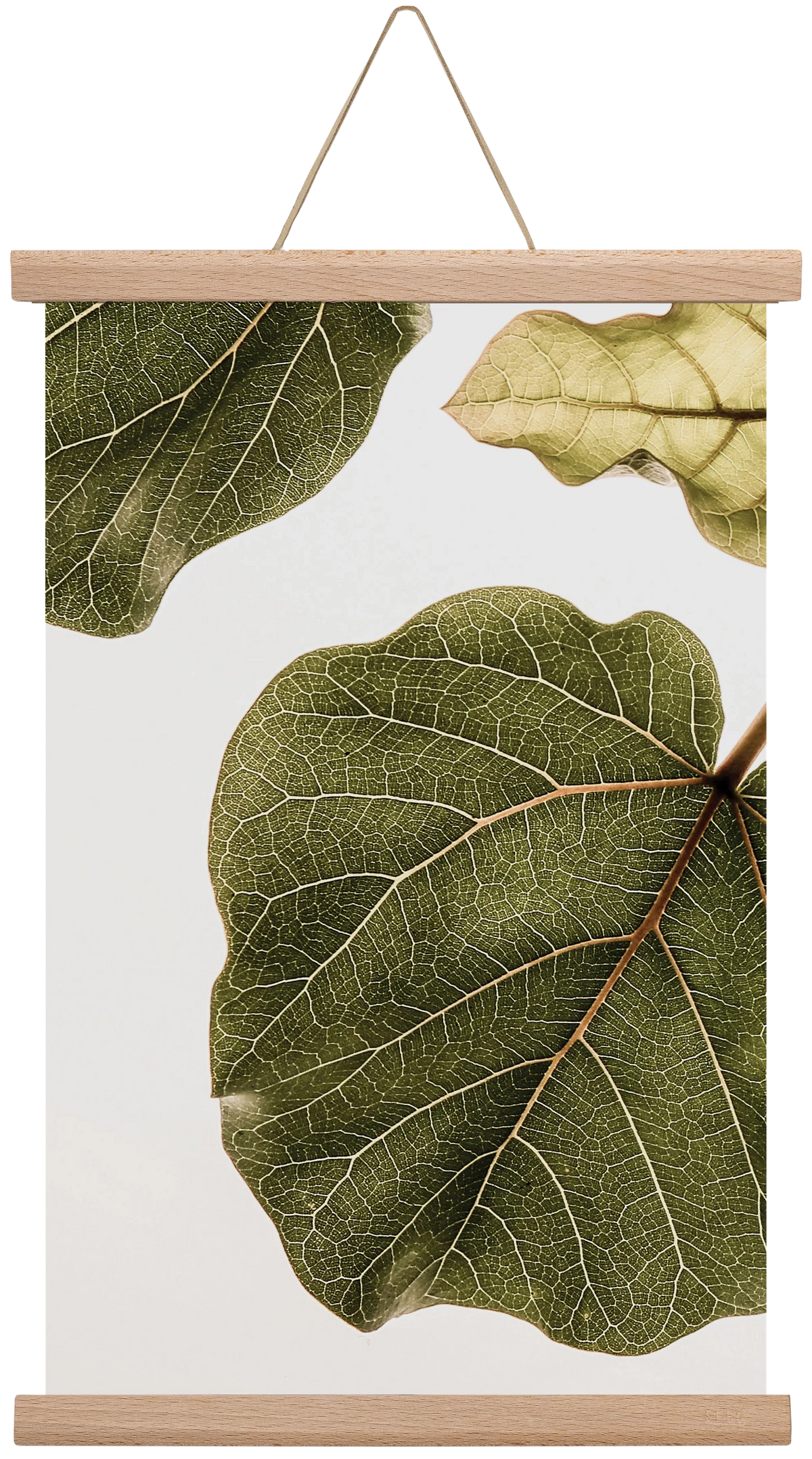 Abutifolia - artbridge
