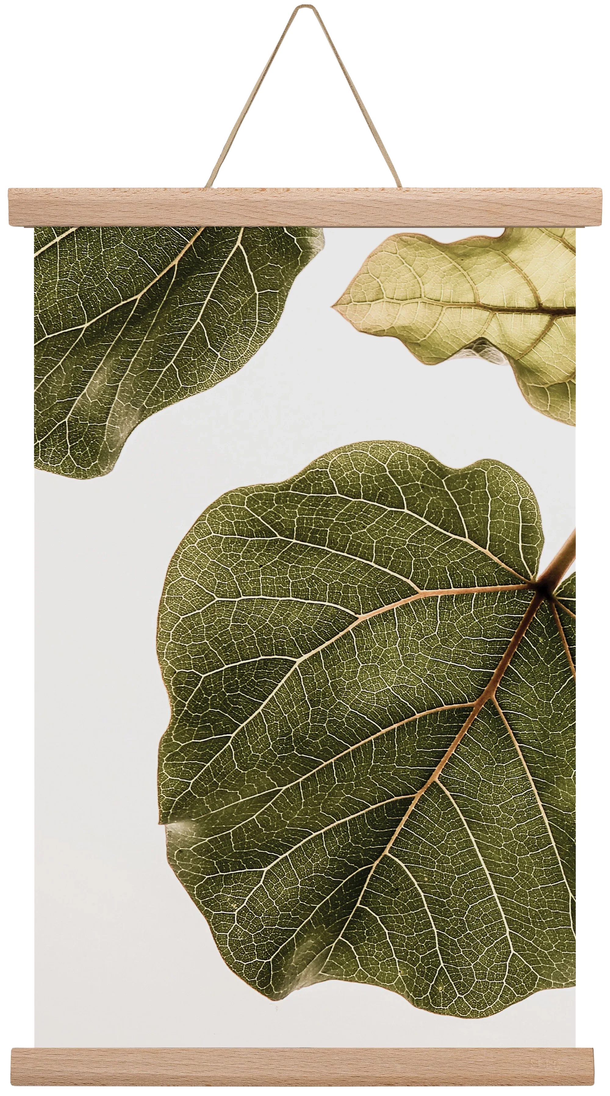Abutifolia - artbridge