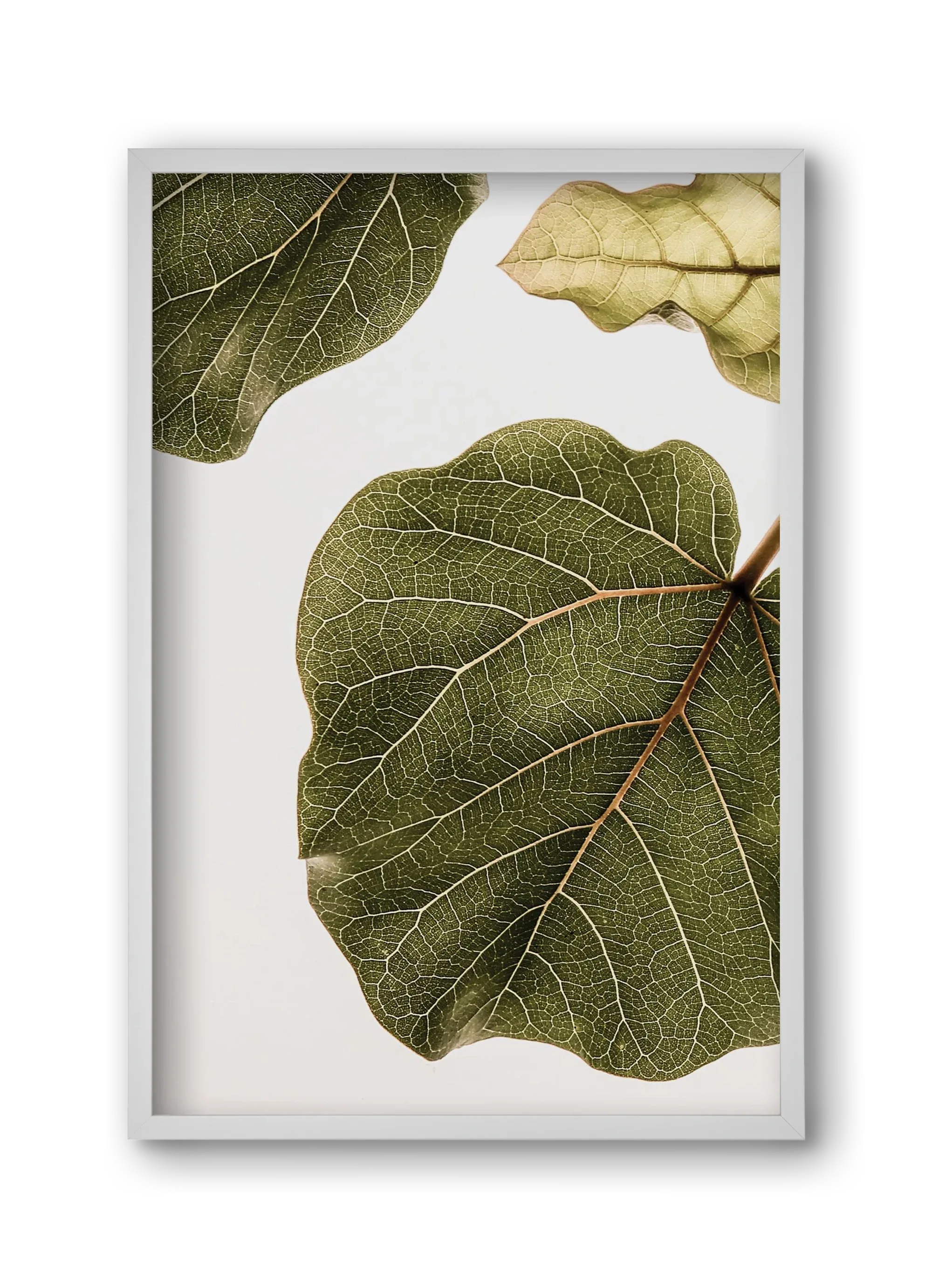 Abutifolia - artbridge