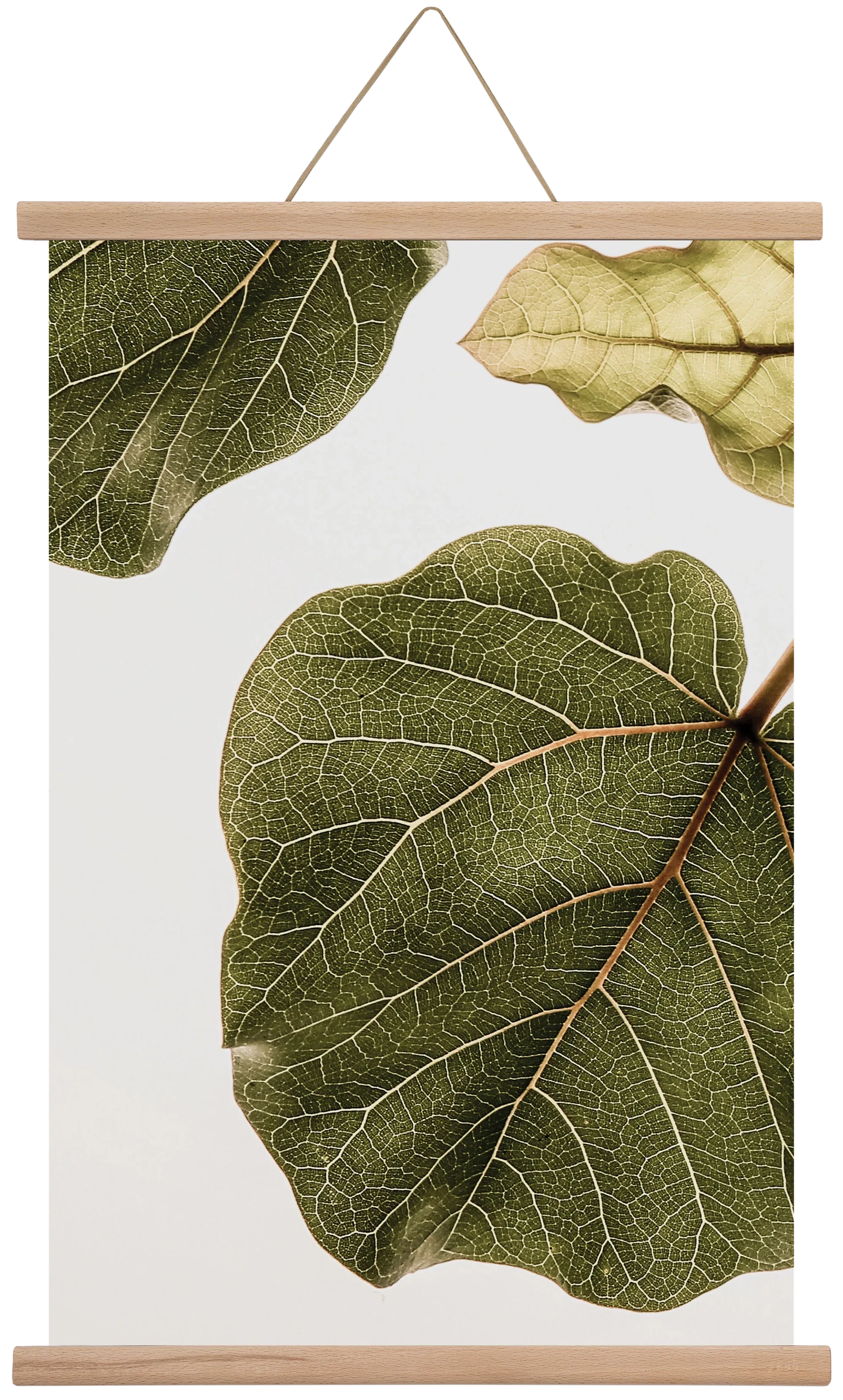 Abutifolia - artbridge