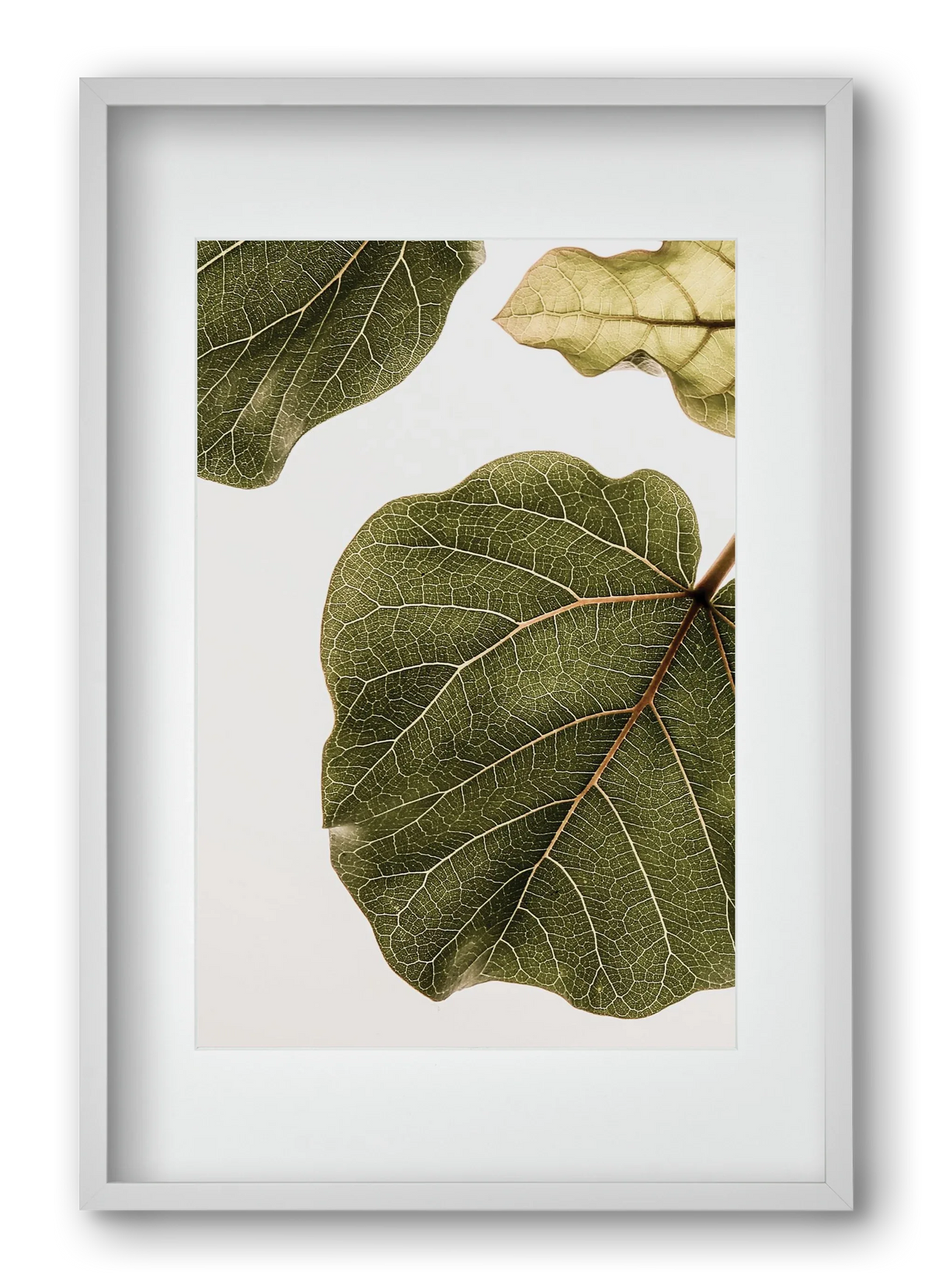 Abutifolia - artbridge