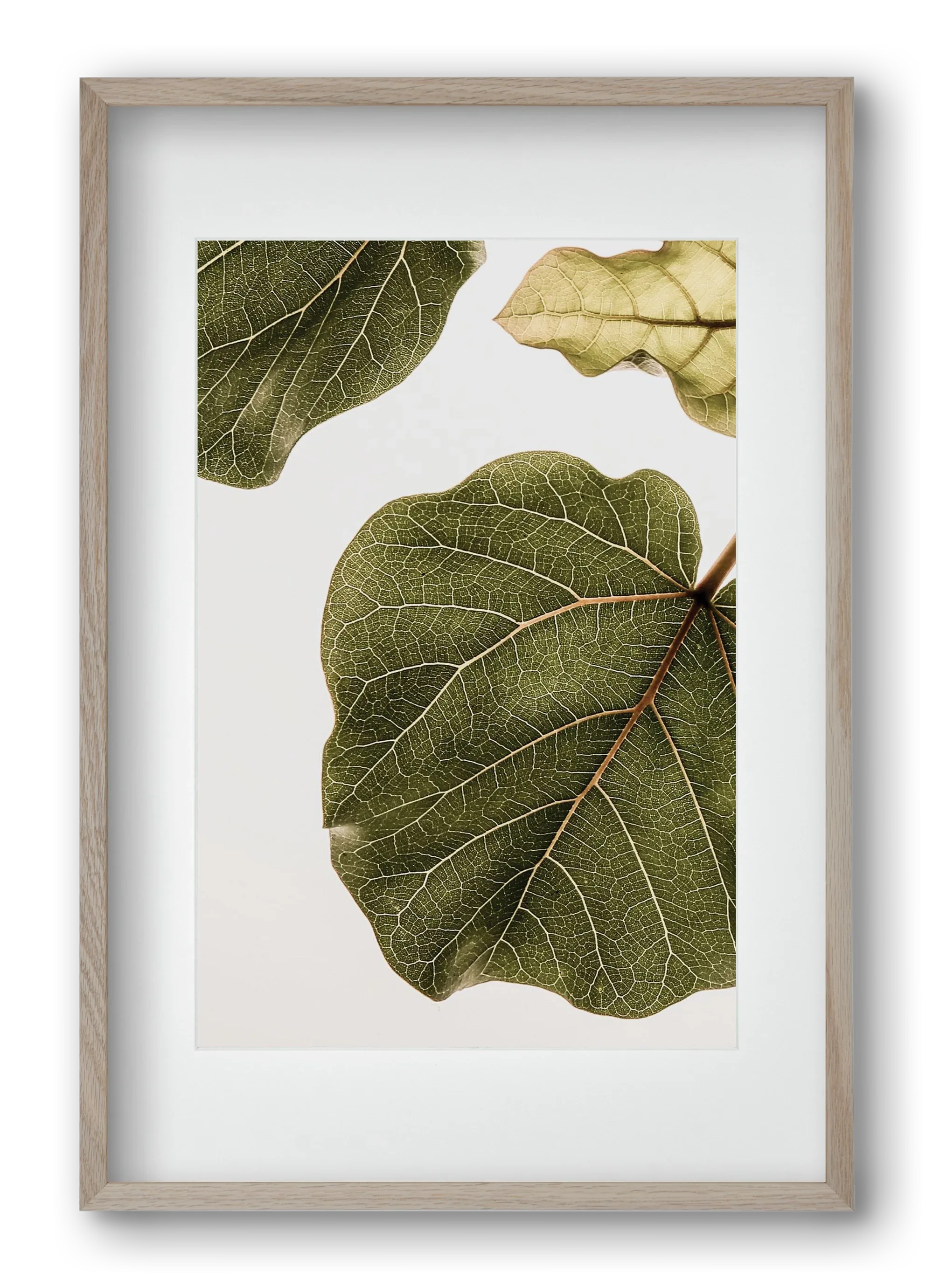 Abutifolia - artbridge