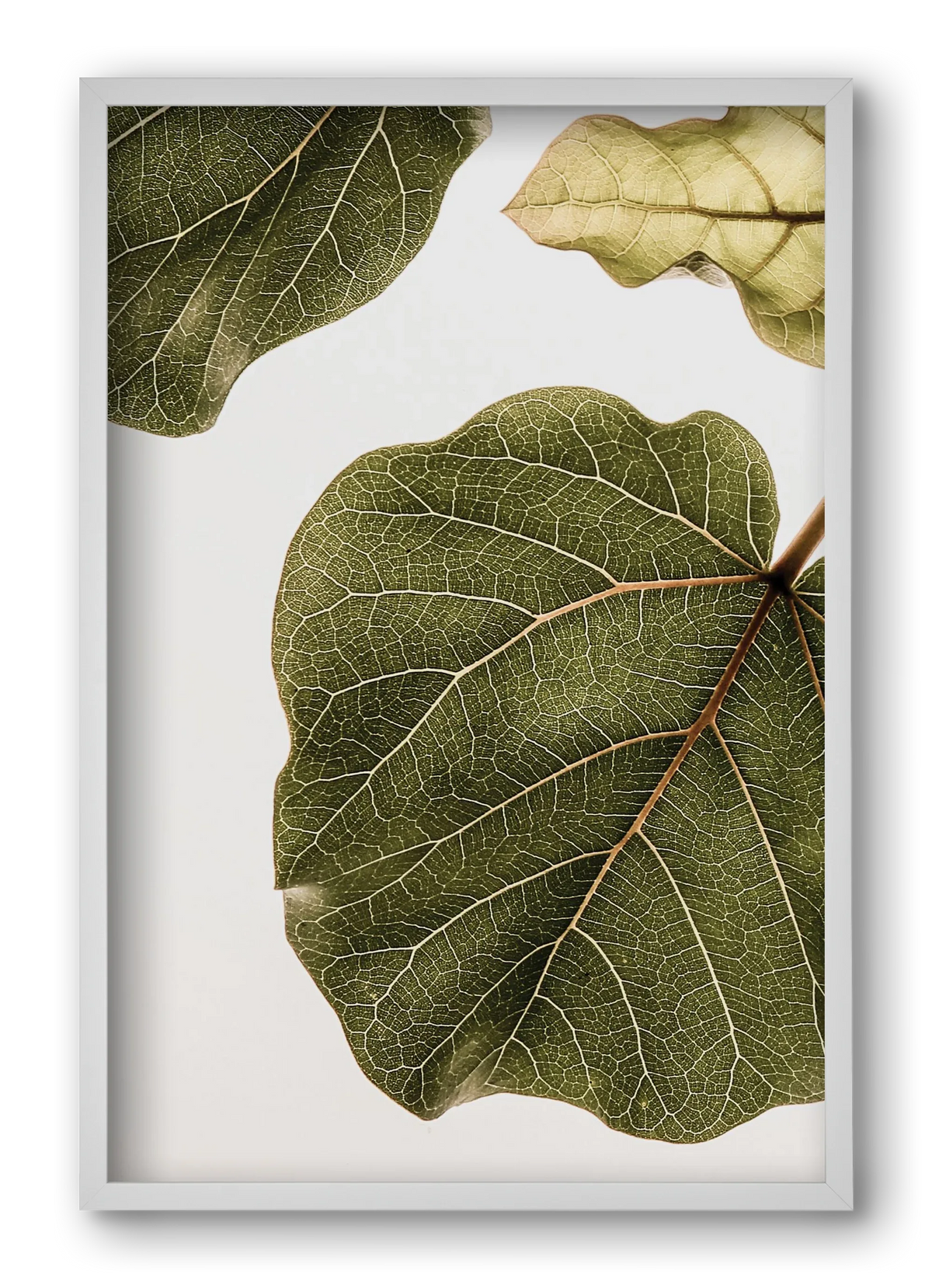 Abutifolia - artbridge