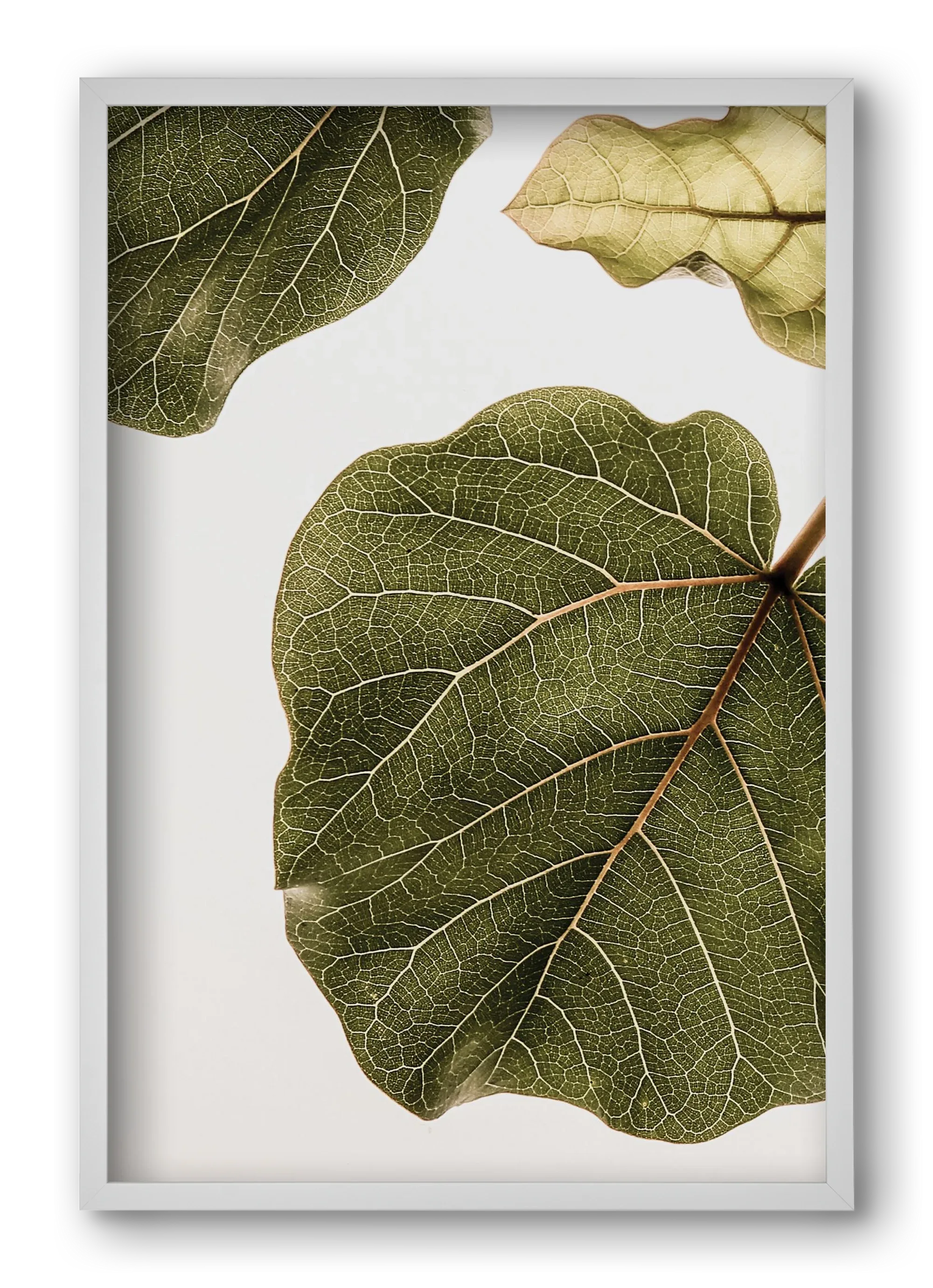 Abutifolia - artbridge