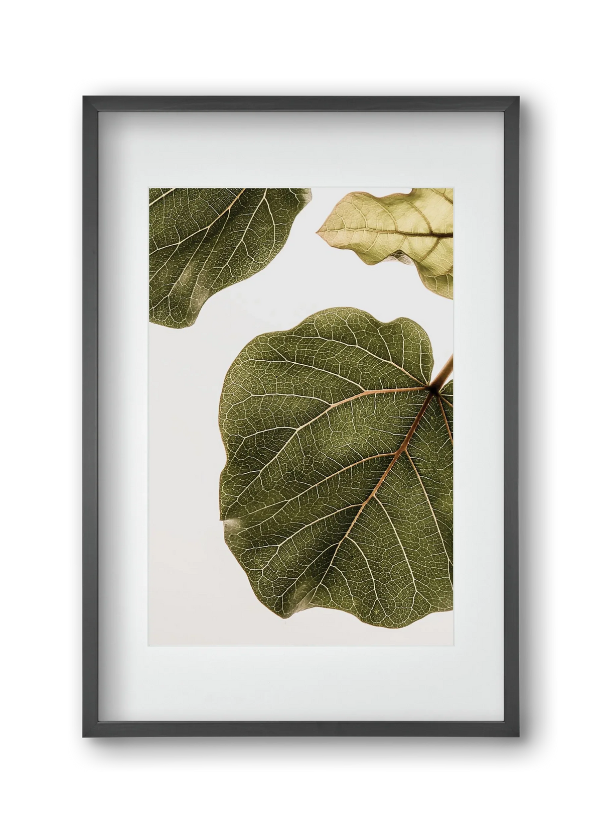 Abutifolia - artbridge