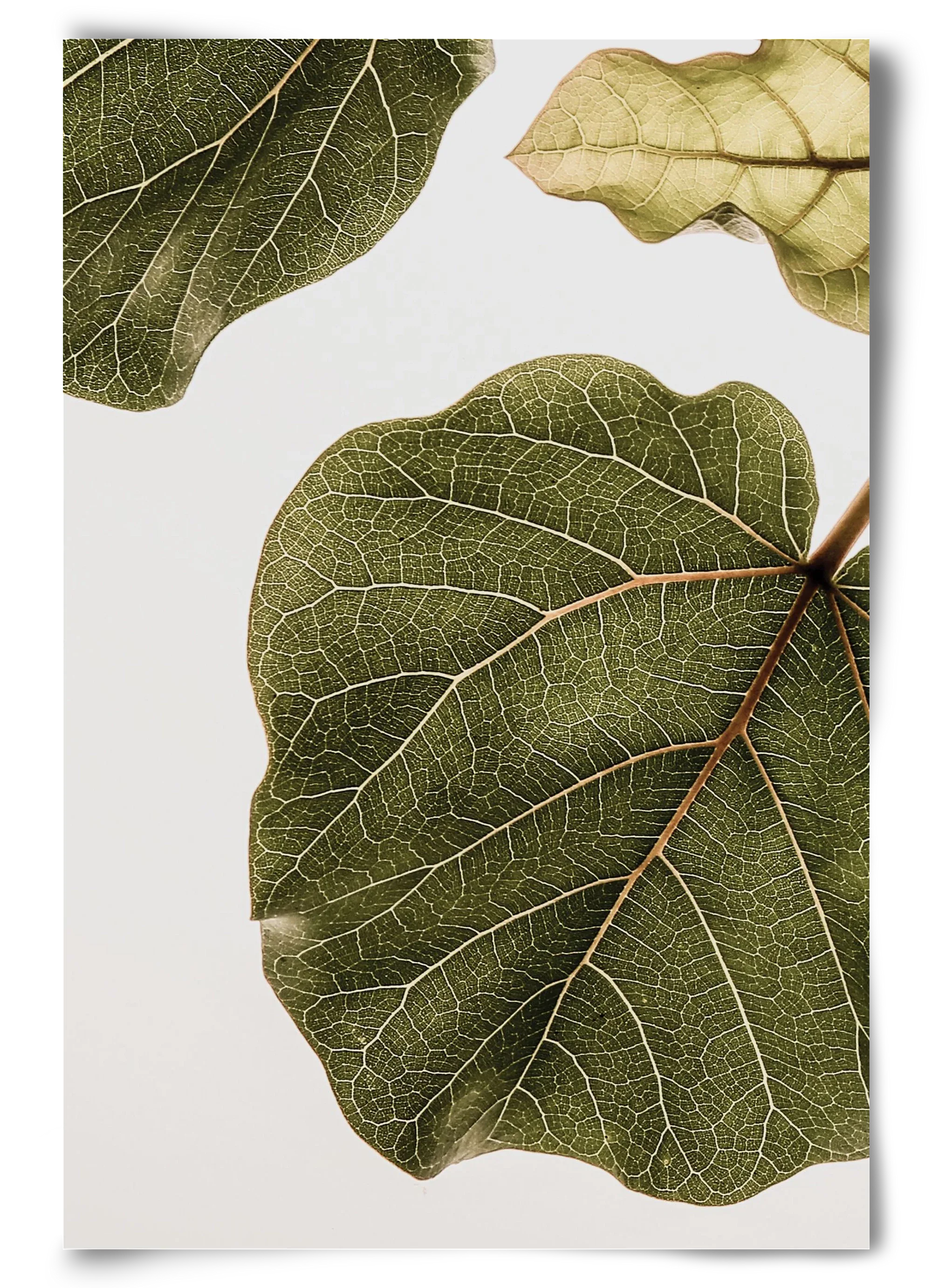Abutifolia - artbridge