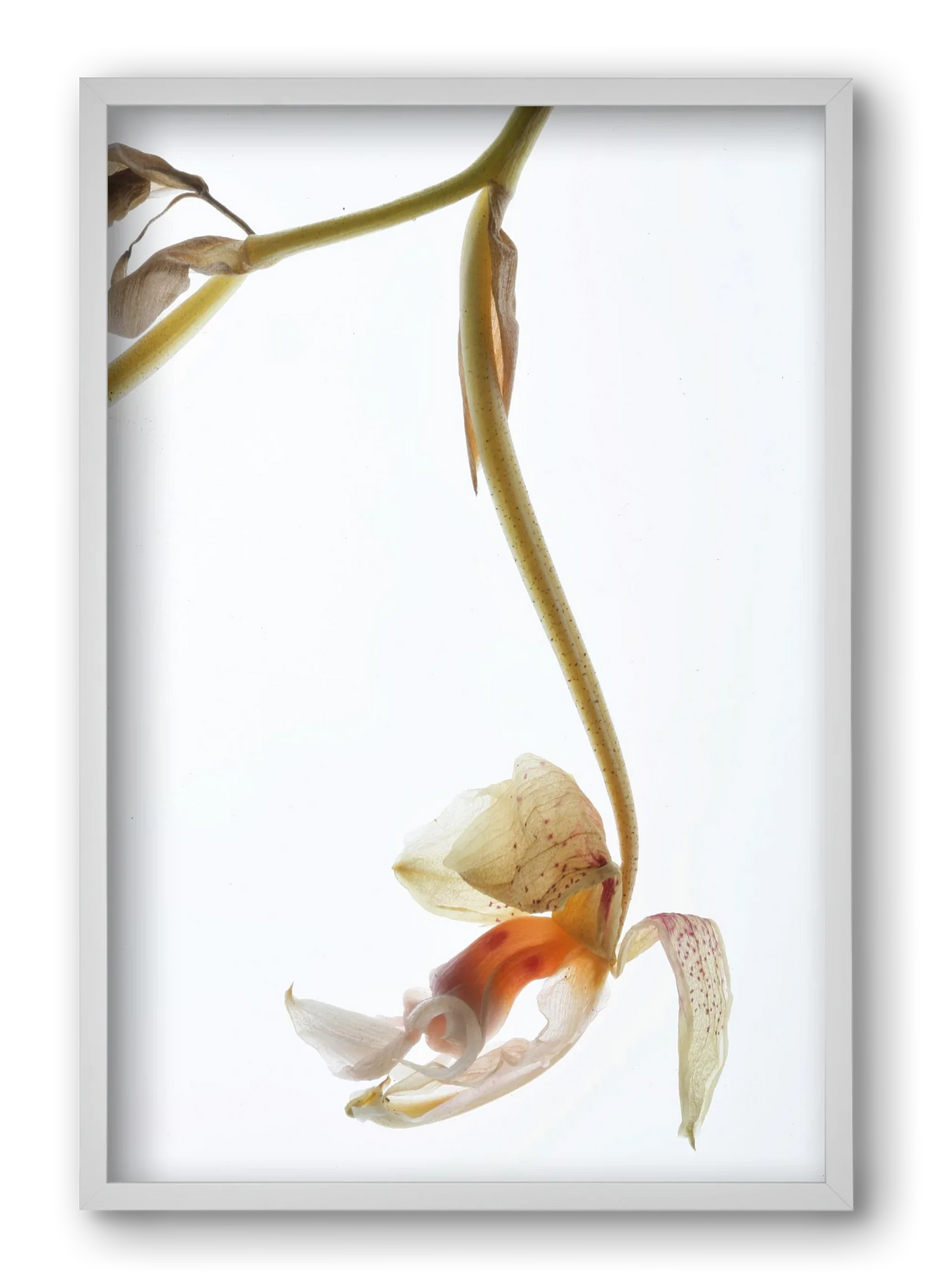 Arch angle - artbridge