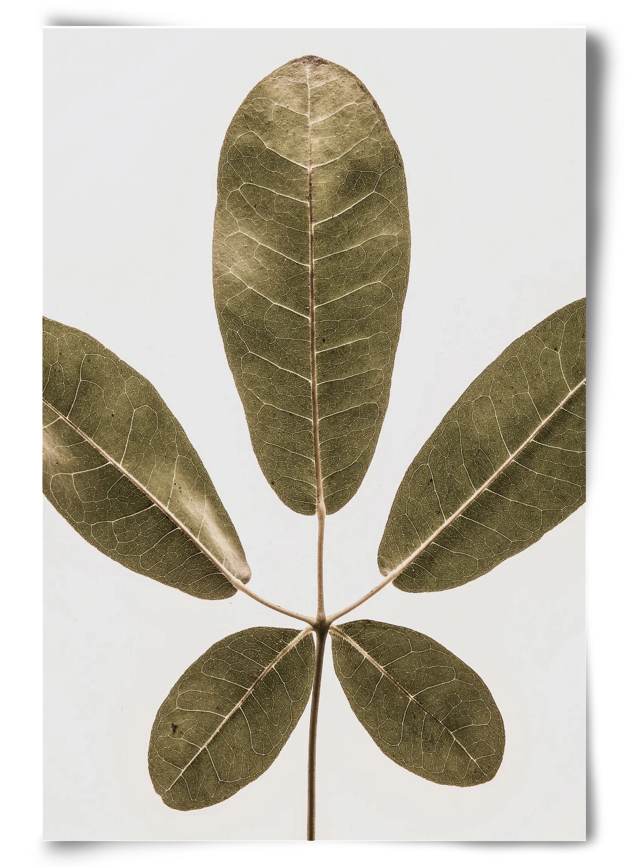 Autumn leaf - artbridge