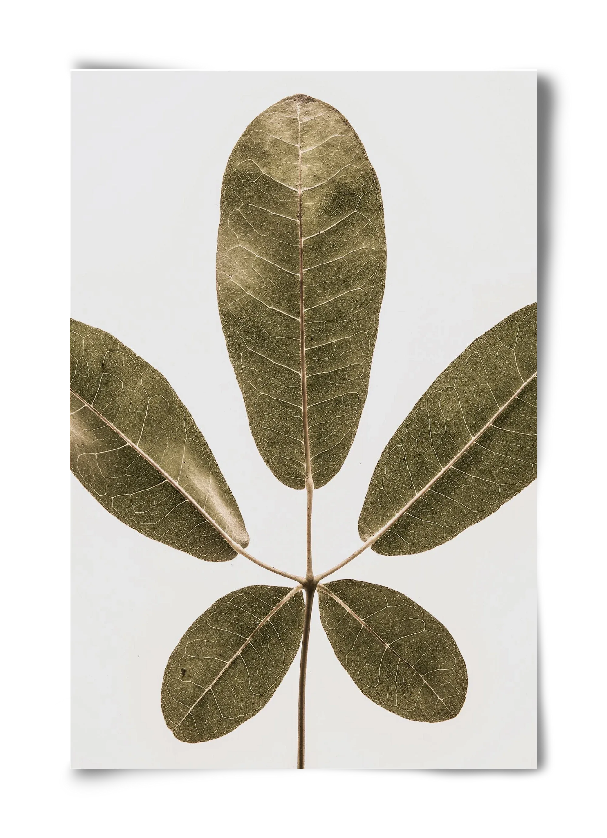 Autumn leaf - artbridge