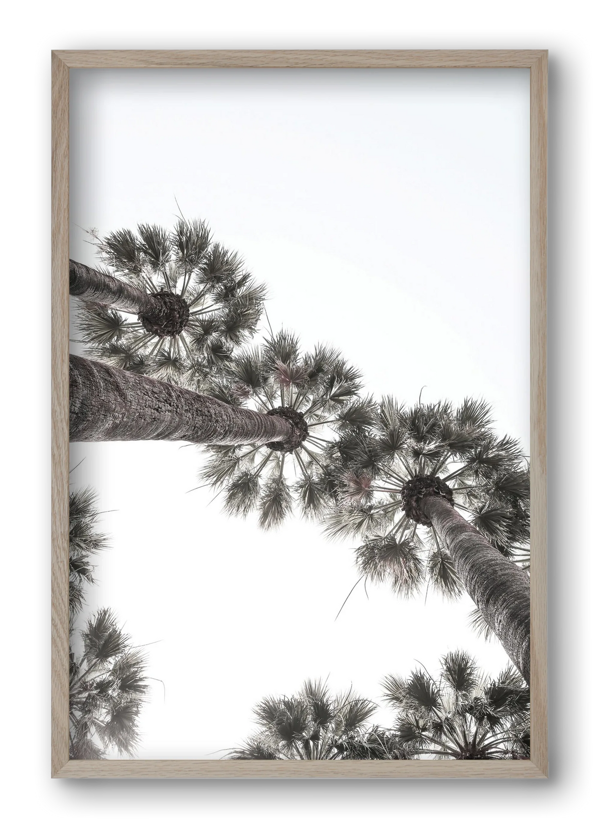 Bodrum Plams - artbridge