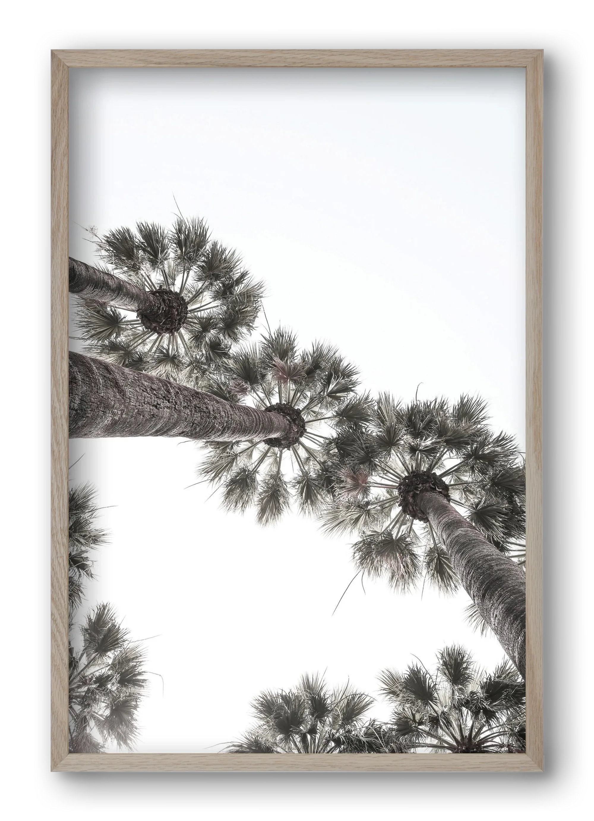 Bodrum Plams - artbridge