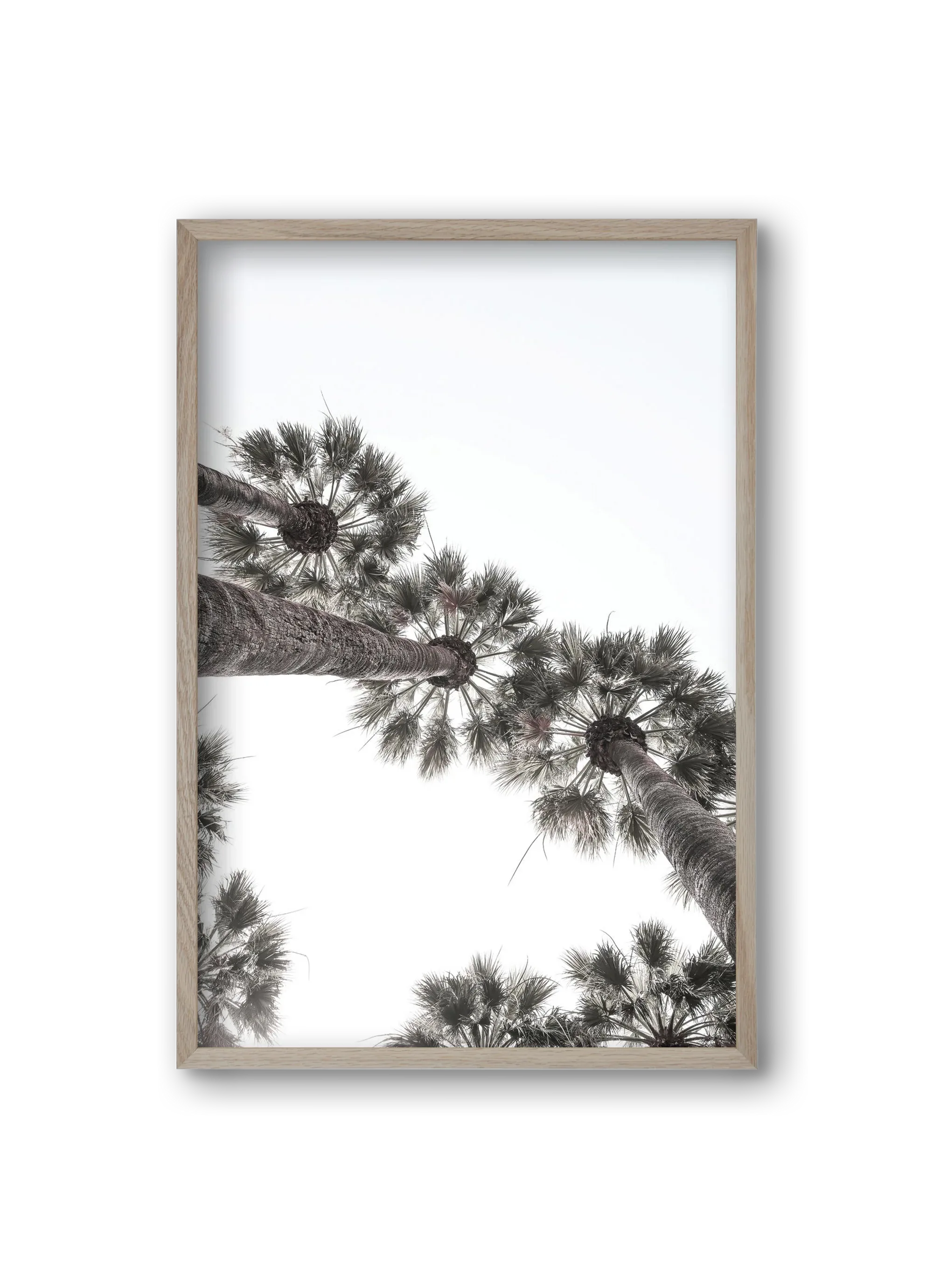 Bodrum Plams - artbridge