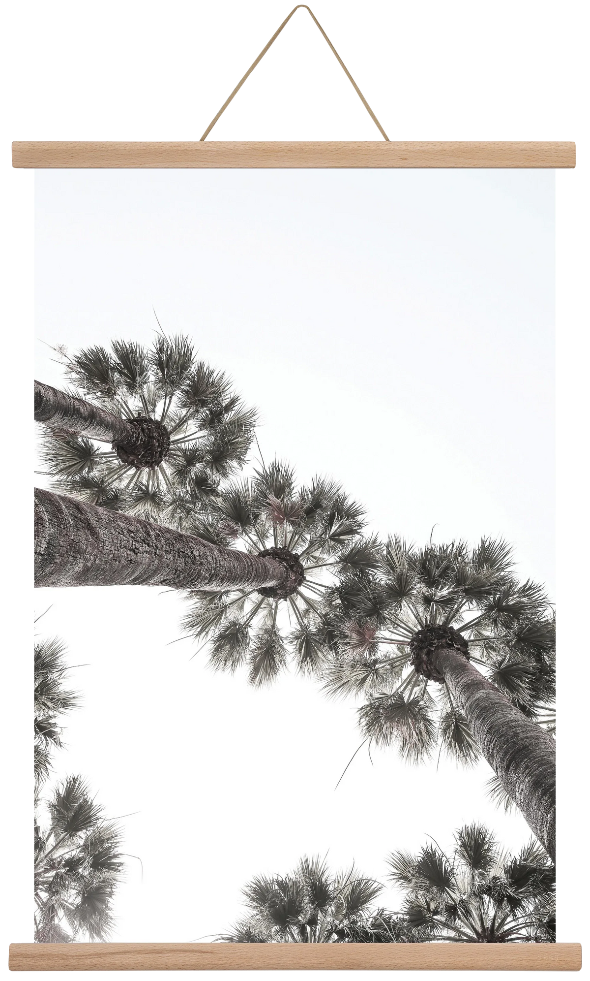 Bodrum Plams - artbridge