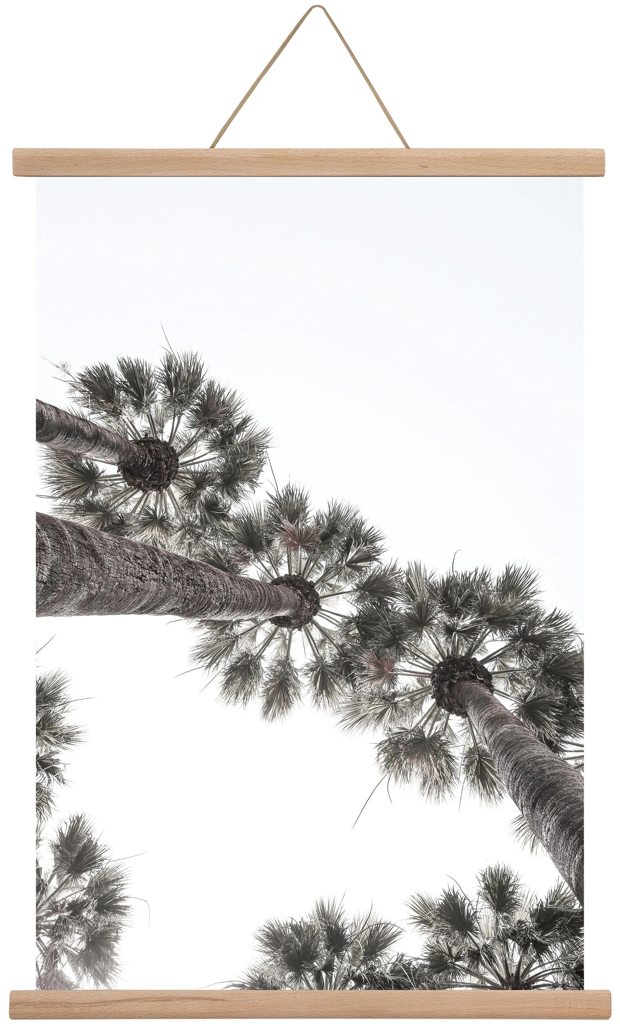 Bodrum Plams - artbridge