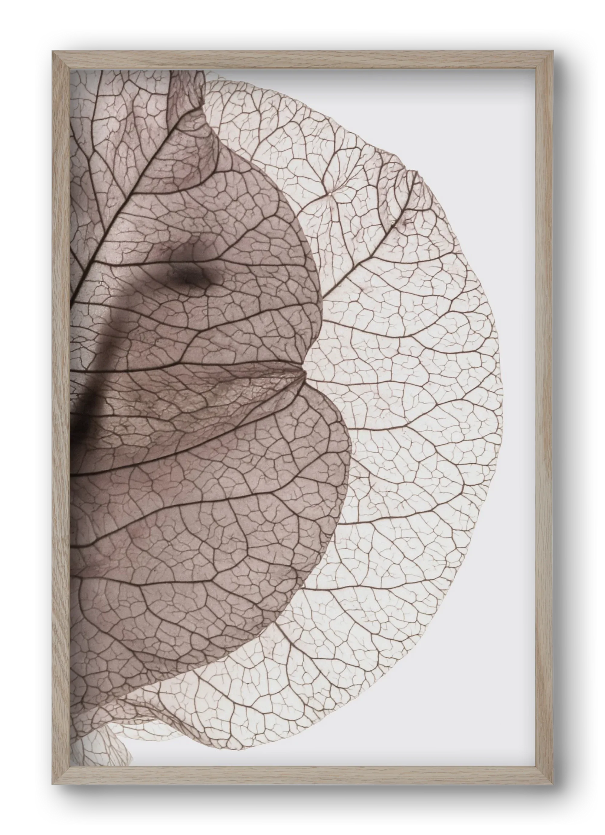 Bougainvillea Island - artbridge