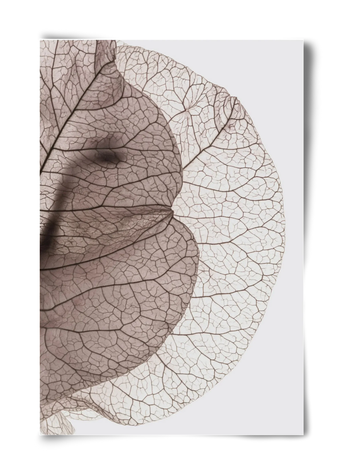 Bougainvillea Island - artbridge