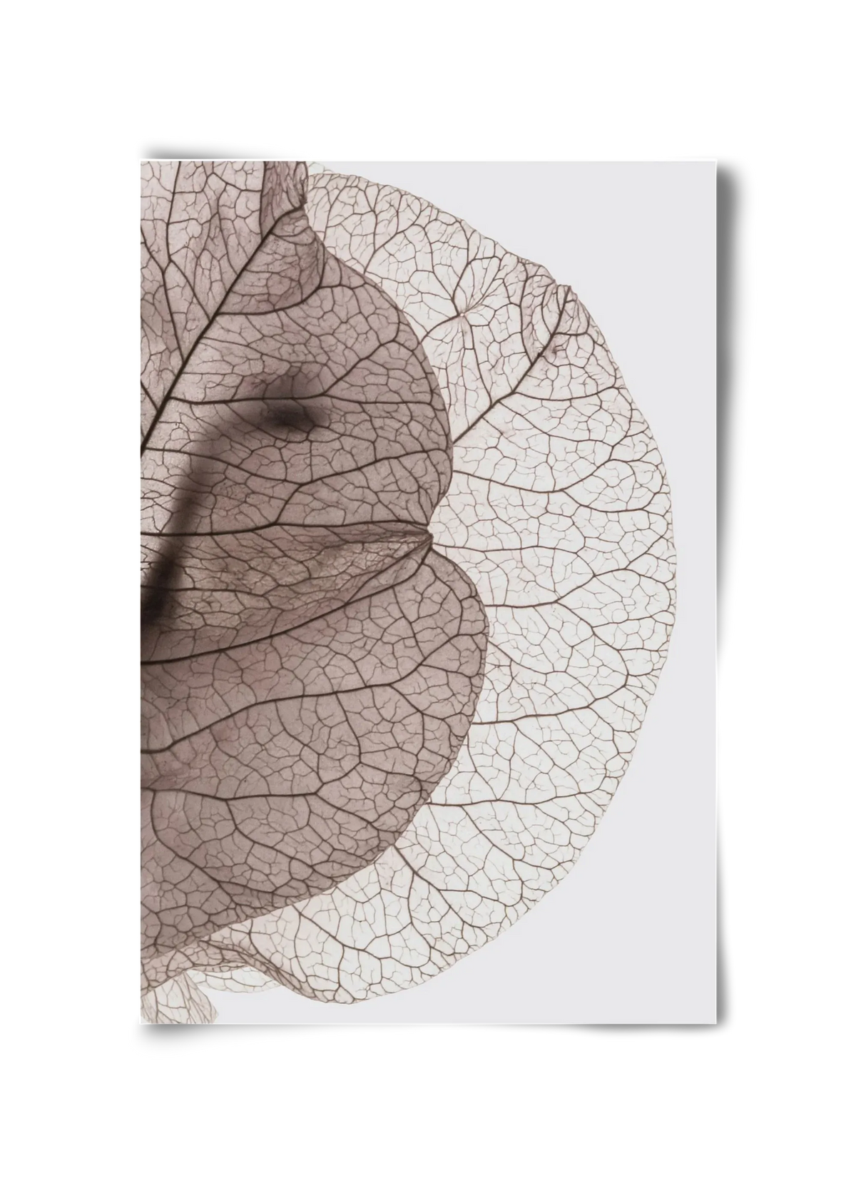Bougainvillea Island - artbridge
