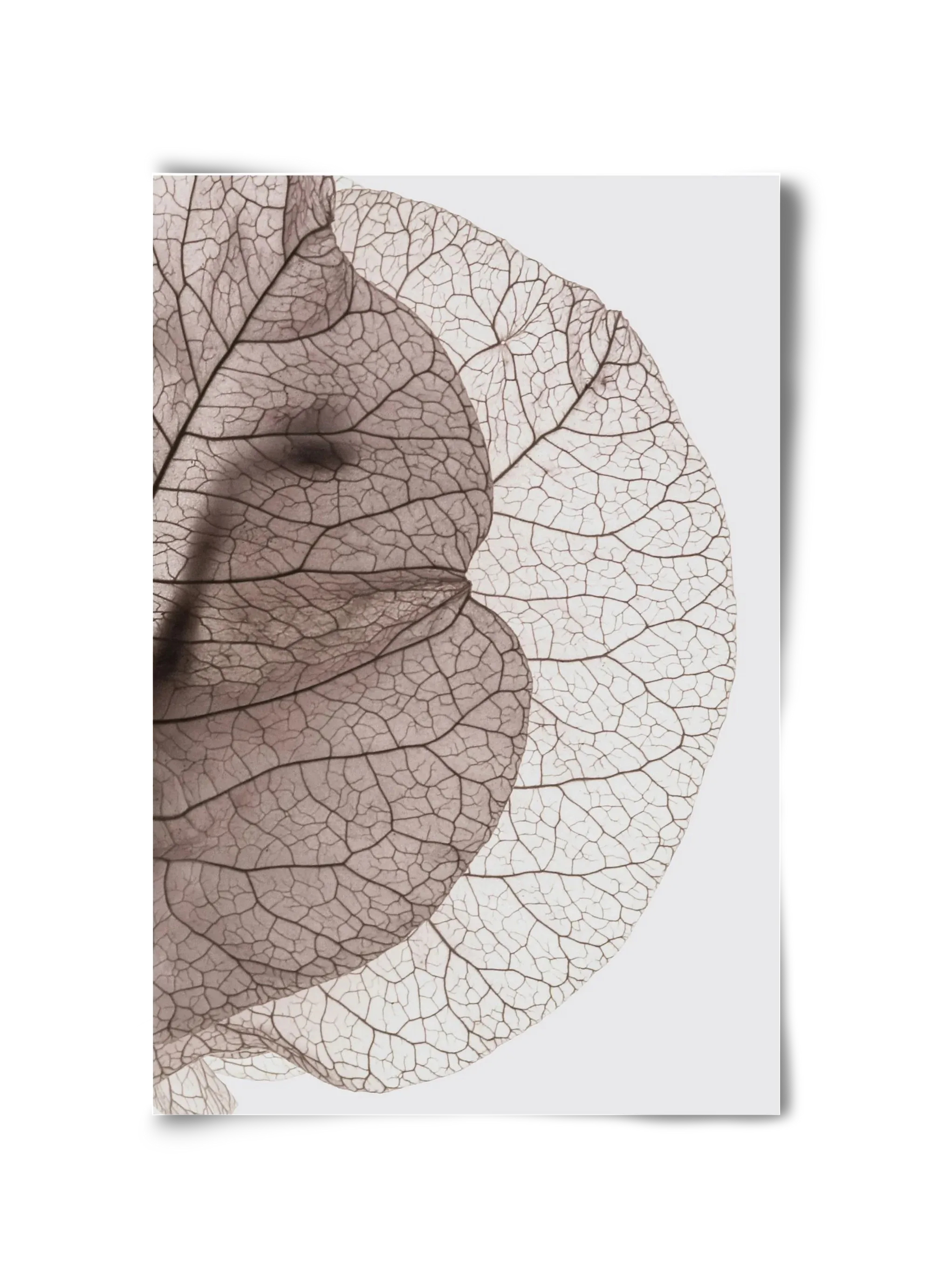 Bougainvillea Island - artbridge