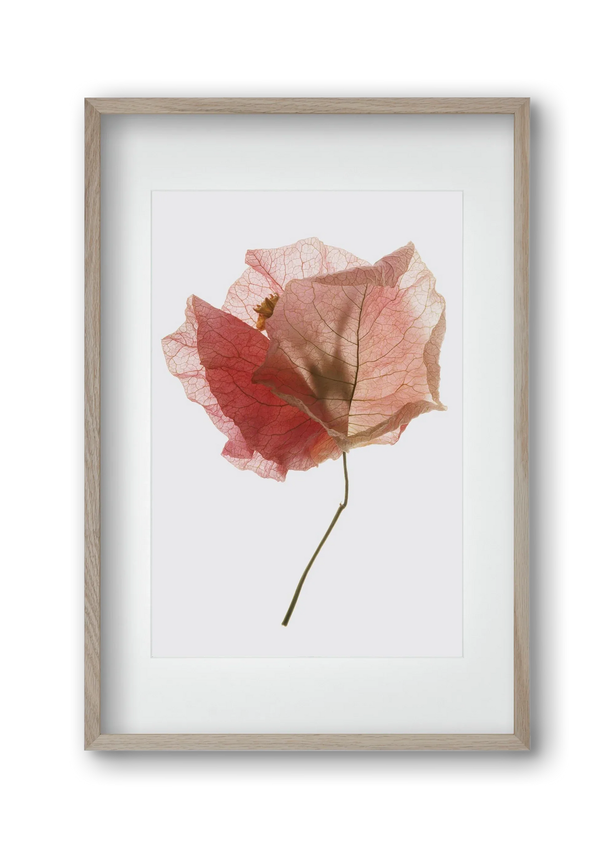 Bougainvillea study - artbridge