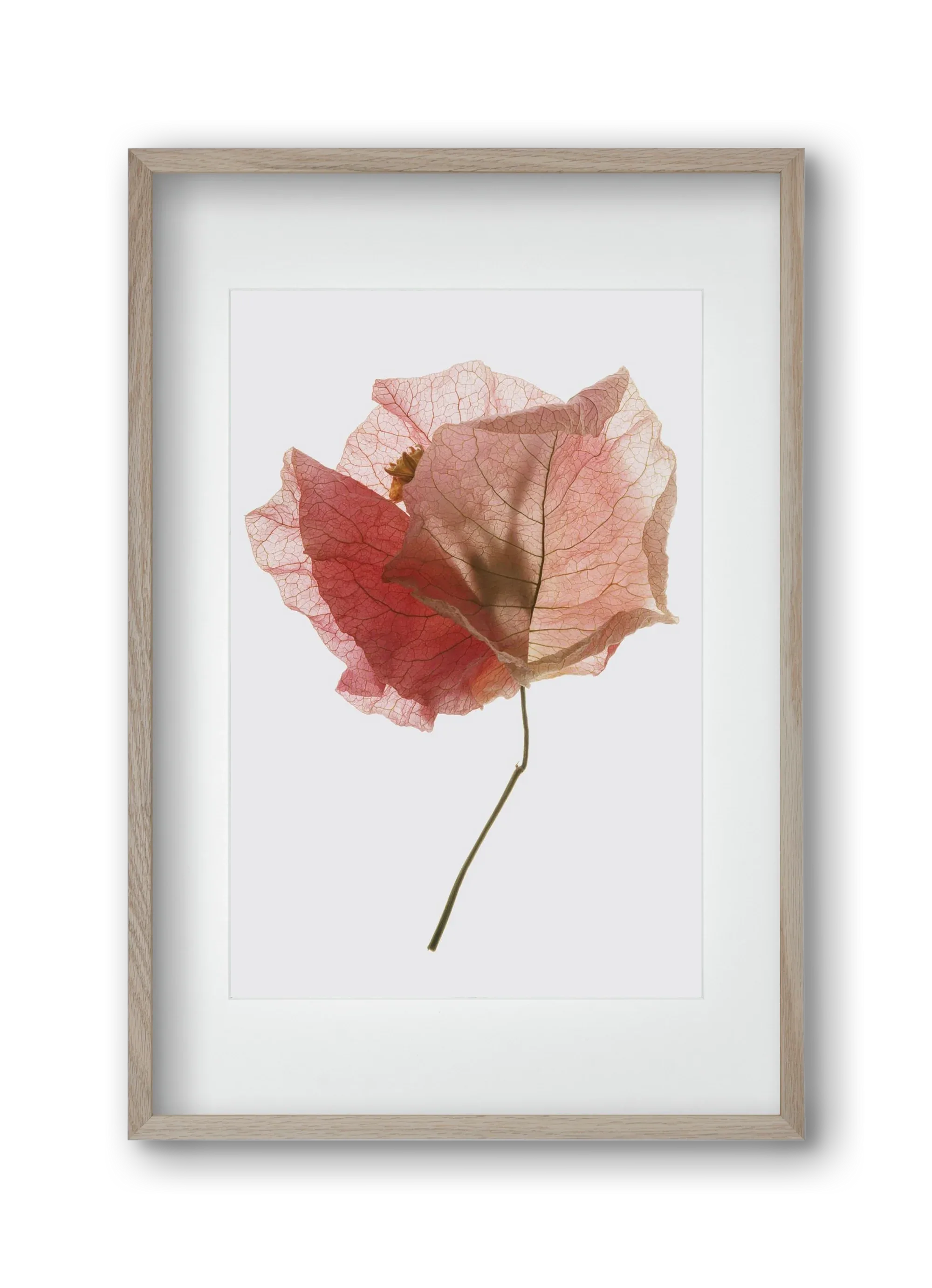 Bougainvillea study - artbridge