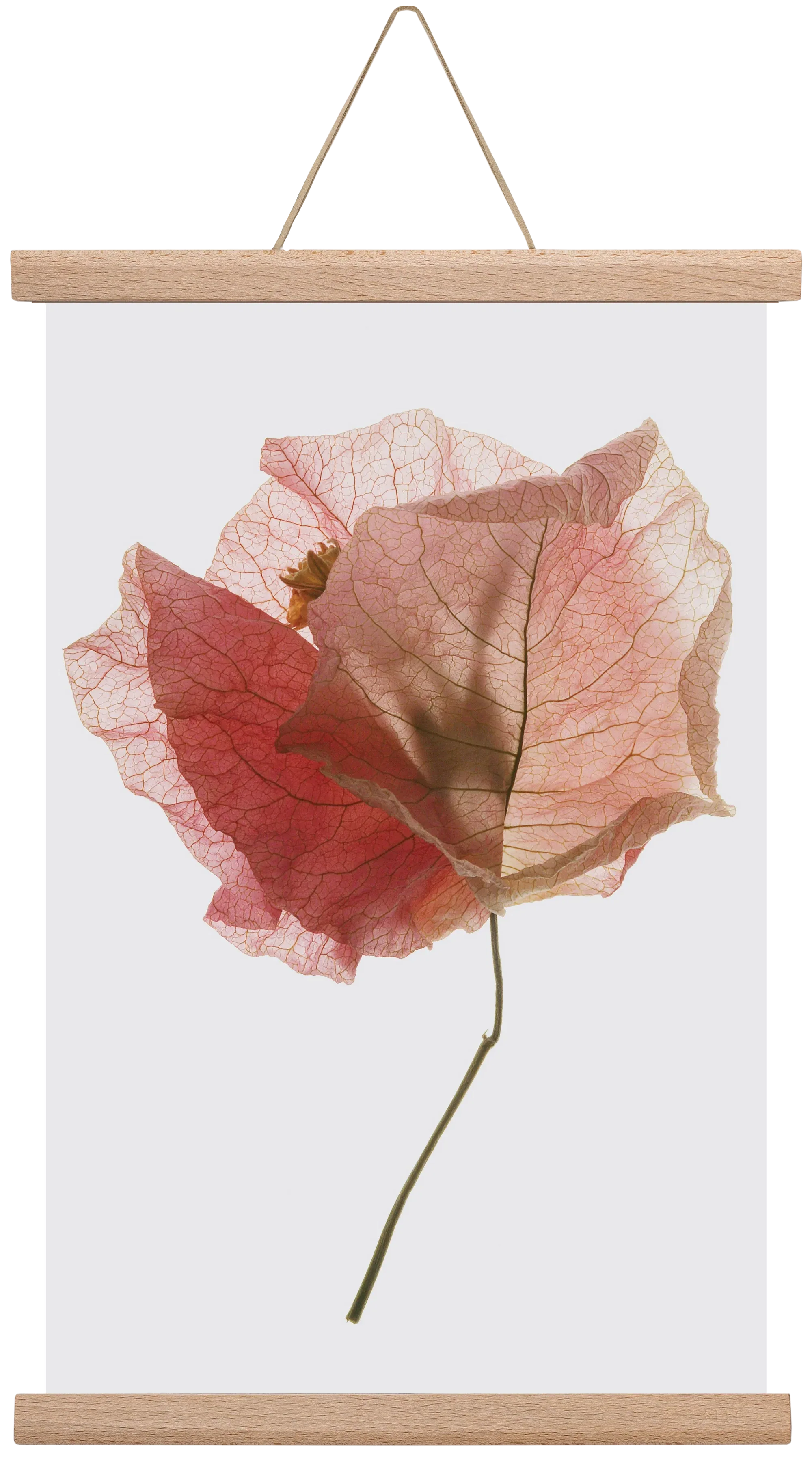 Bougainvillea study - artbridge