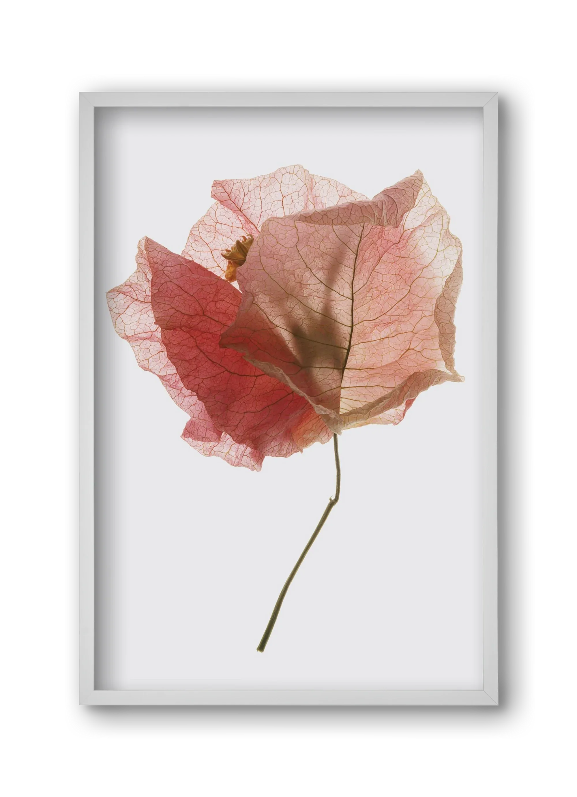 Bougainvillea study - artbridge
