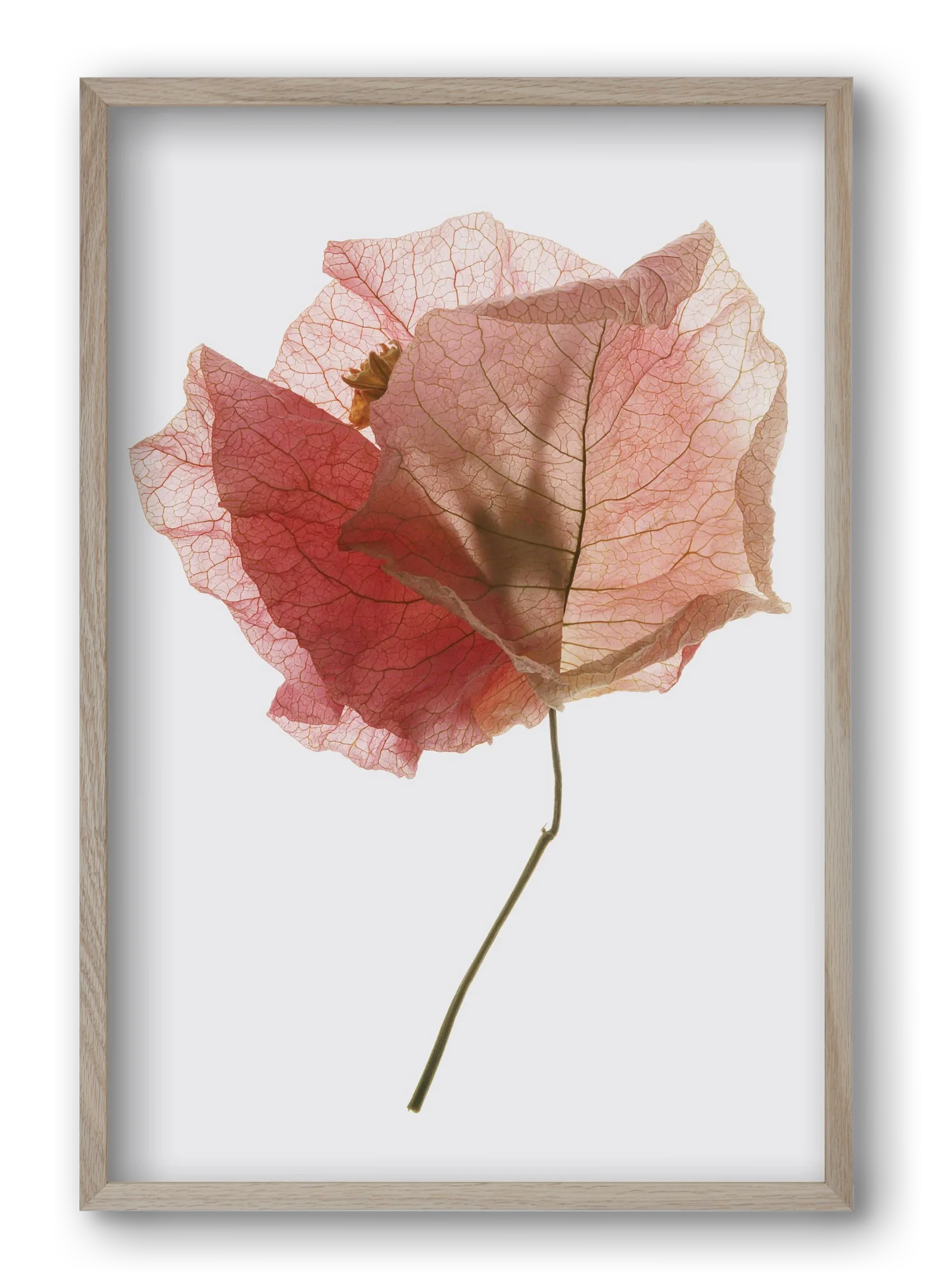 Bougainvillea study - artbridge