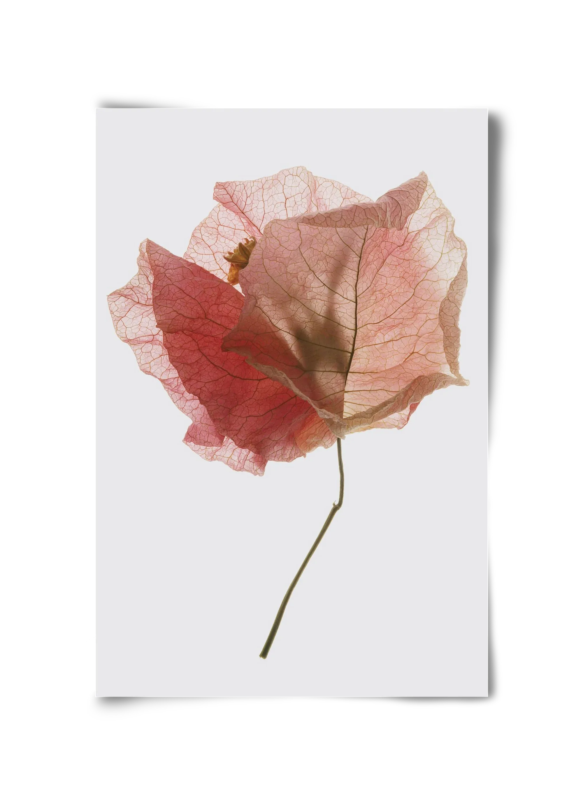 Bougainvillea study - artbridge