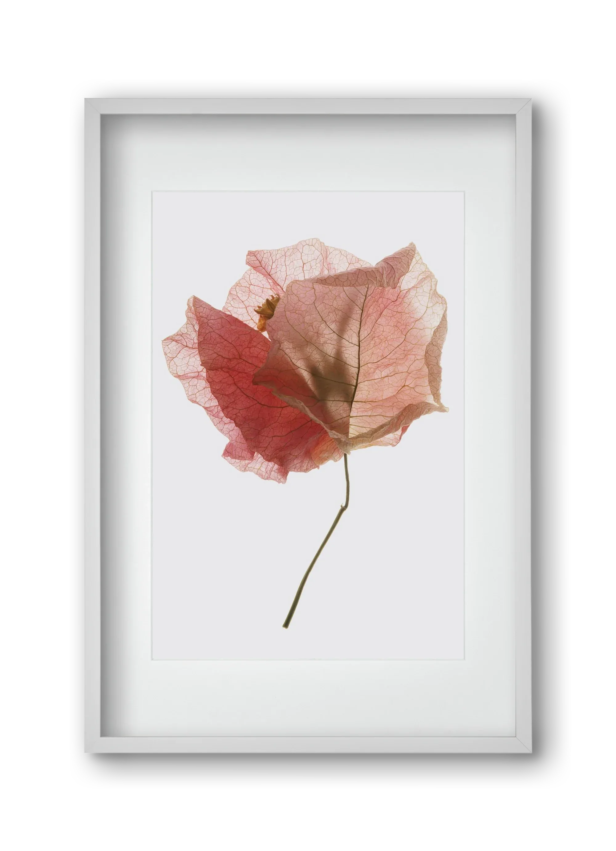 Bougainvillea study - artbridge