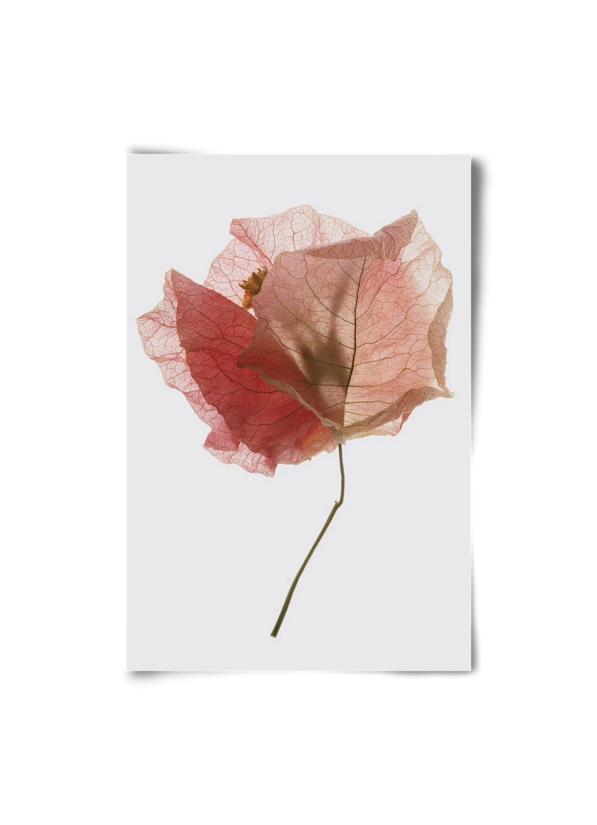 Bougainvillea study - artbridge