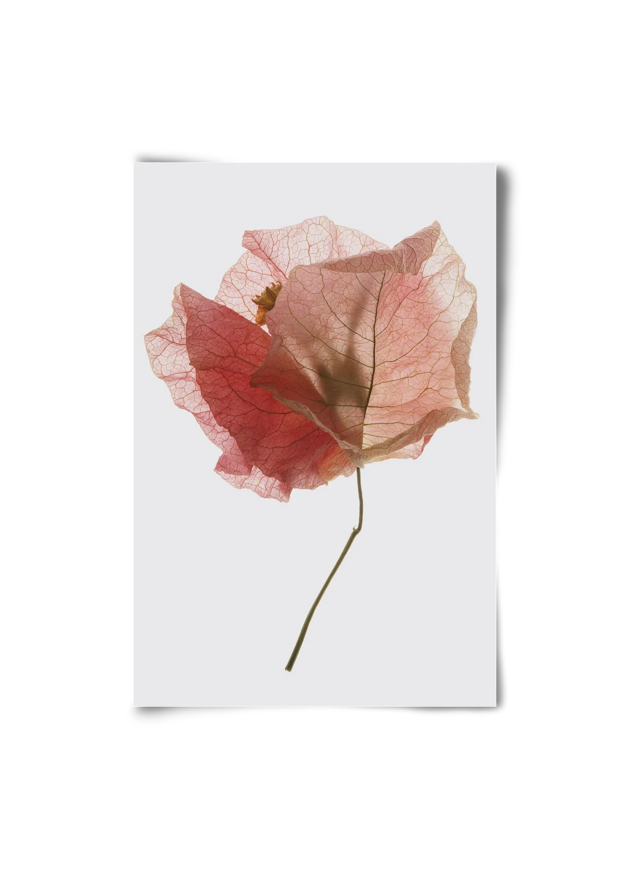 Bougainvillea study - artbridge
